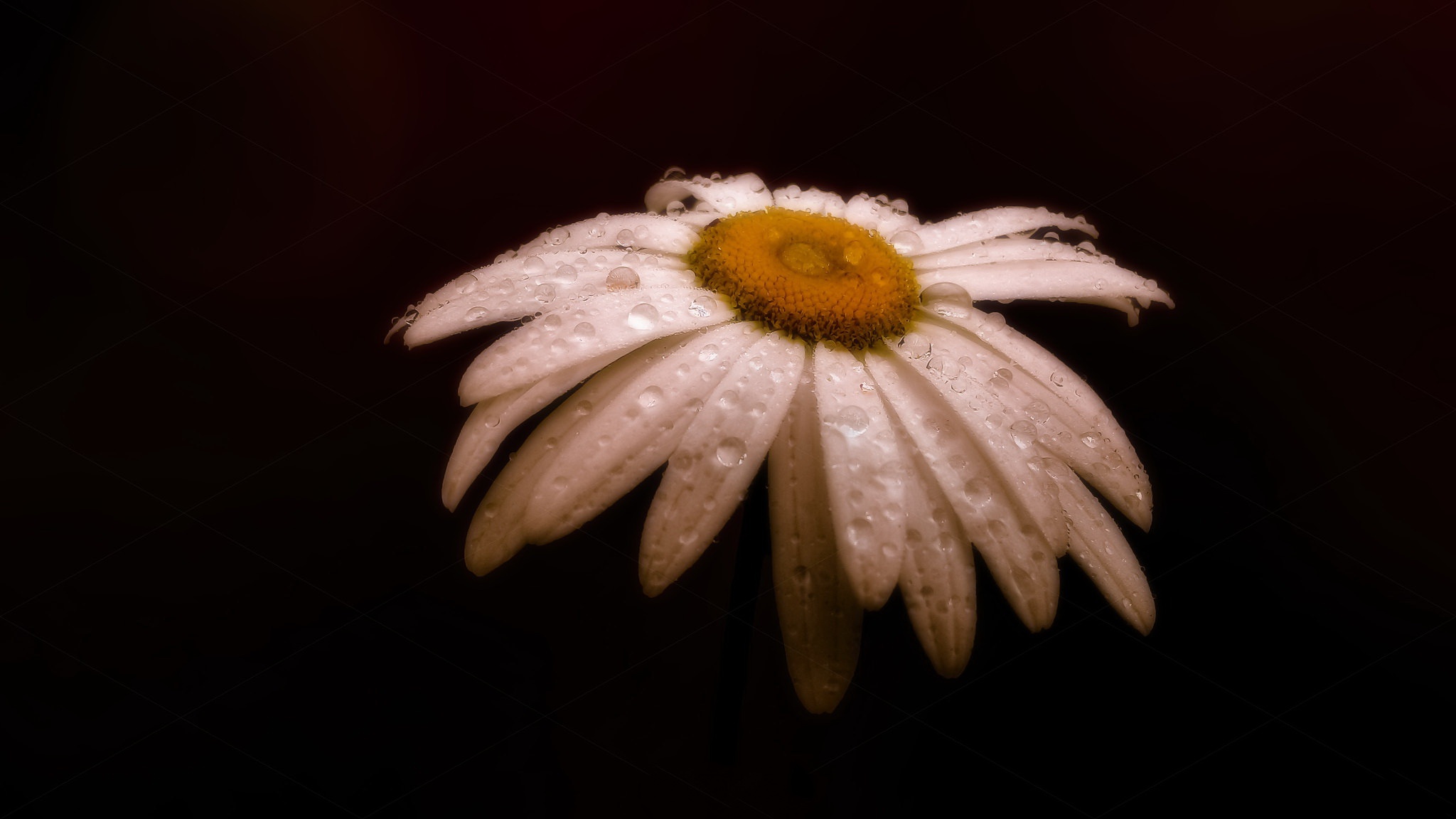 Free download wallpaper Flower, Earth, Chamomile, Water Drop on your PC desktop