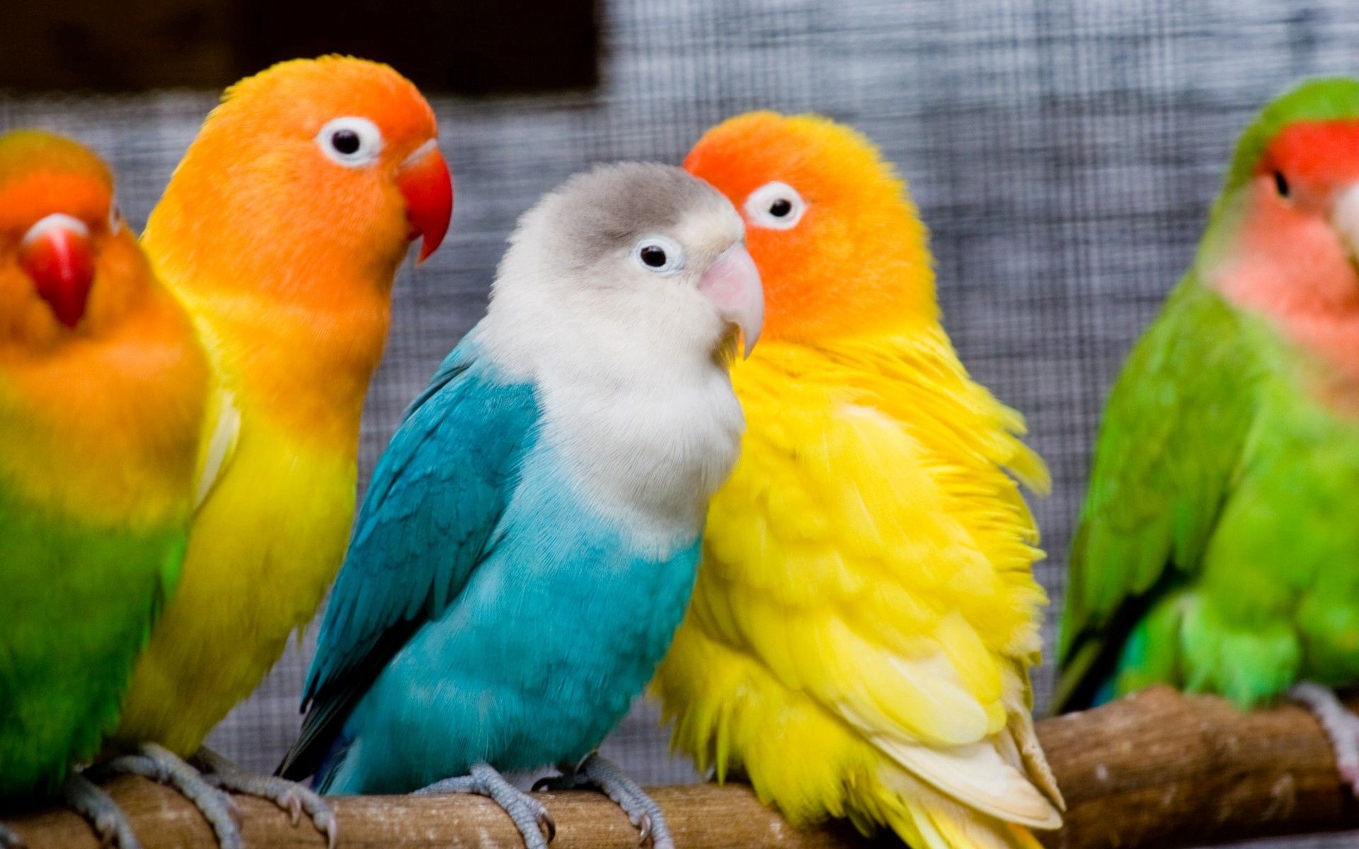 68260 скачать обои попугаи, разноцветные, сидеть, ветка, животные, птицы - заставки и картинки бесплатно
