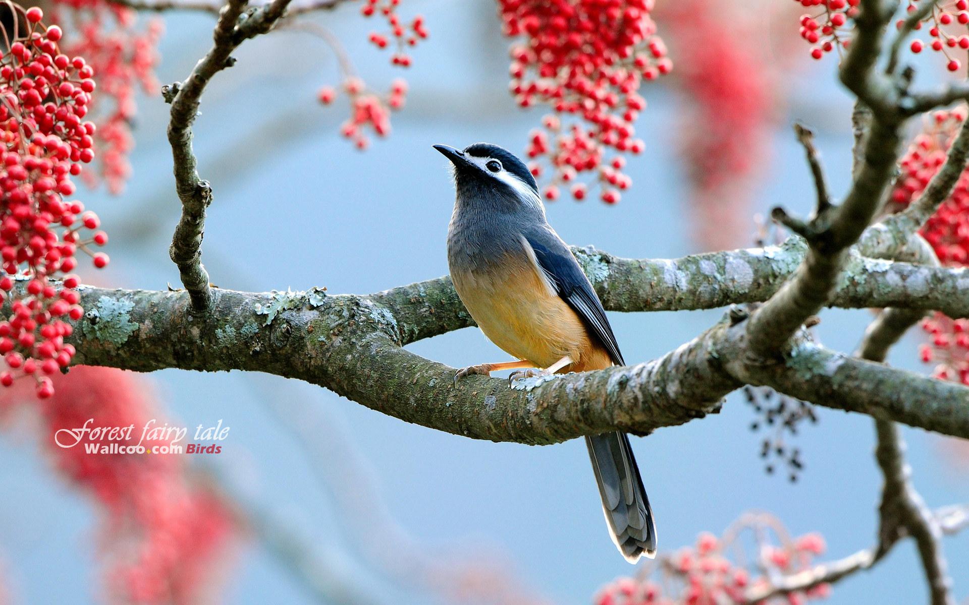 Baixe gratuitamente a imagem Pássaro, Aves, Animais na área de trabalho do seu PC