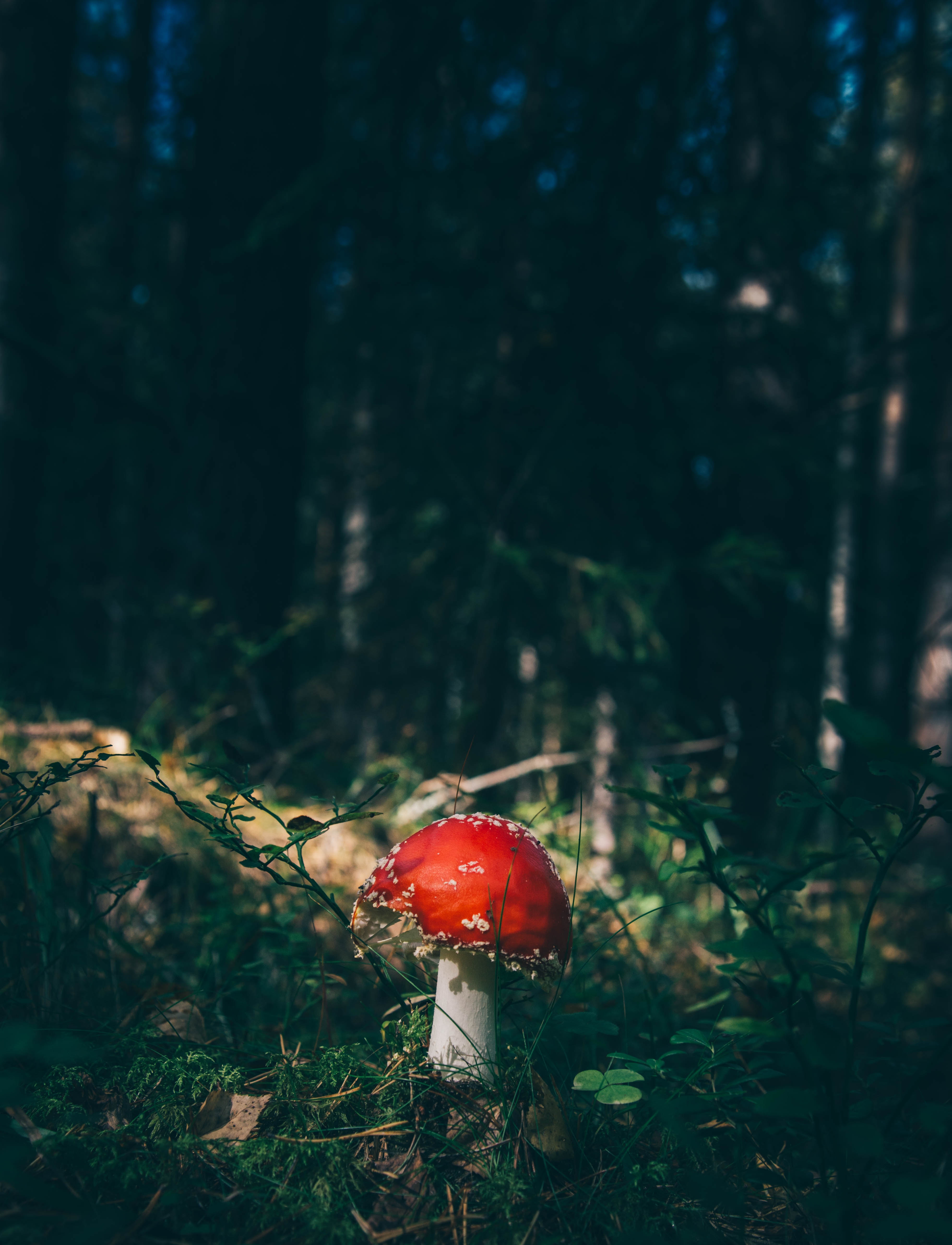 mushroom, nature, grass, forest, fly agaric