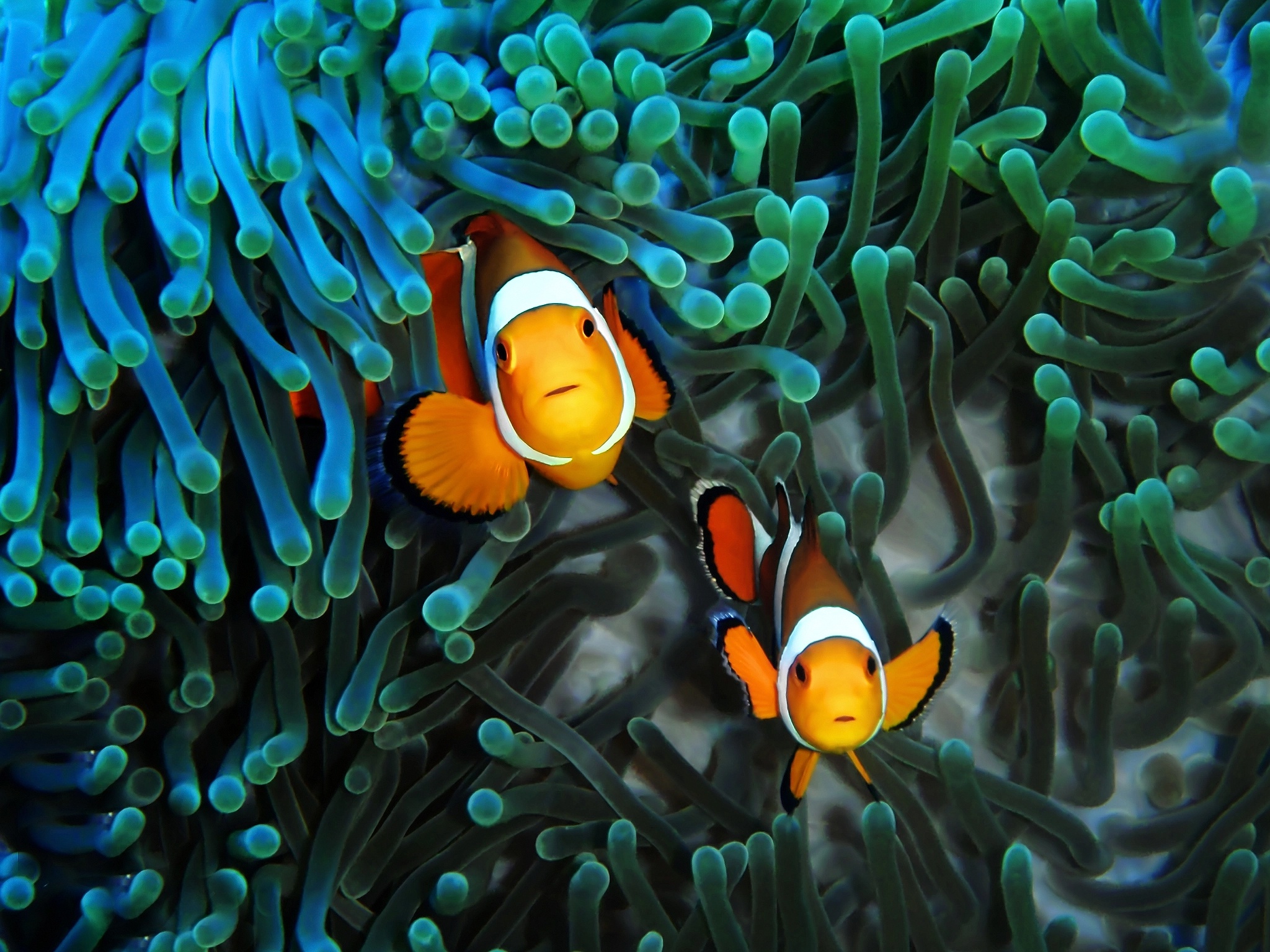 Laden Sie das Tiere, Fische, Fisch, Seeleben, Clownfisch-Bild kostenlos auf Ihren PC-Desktop herunter