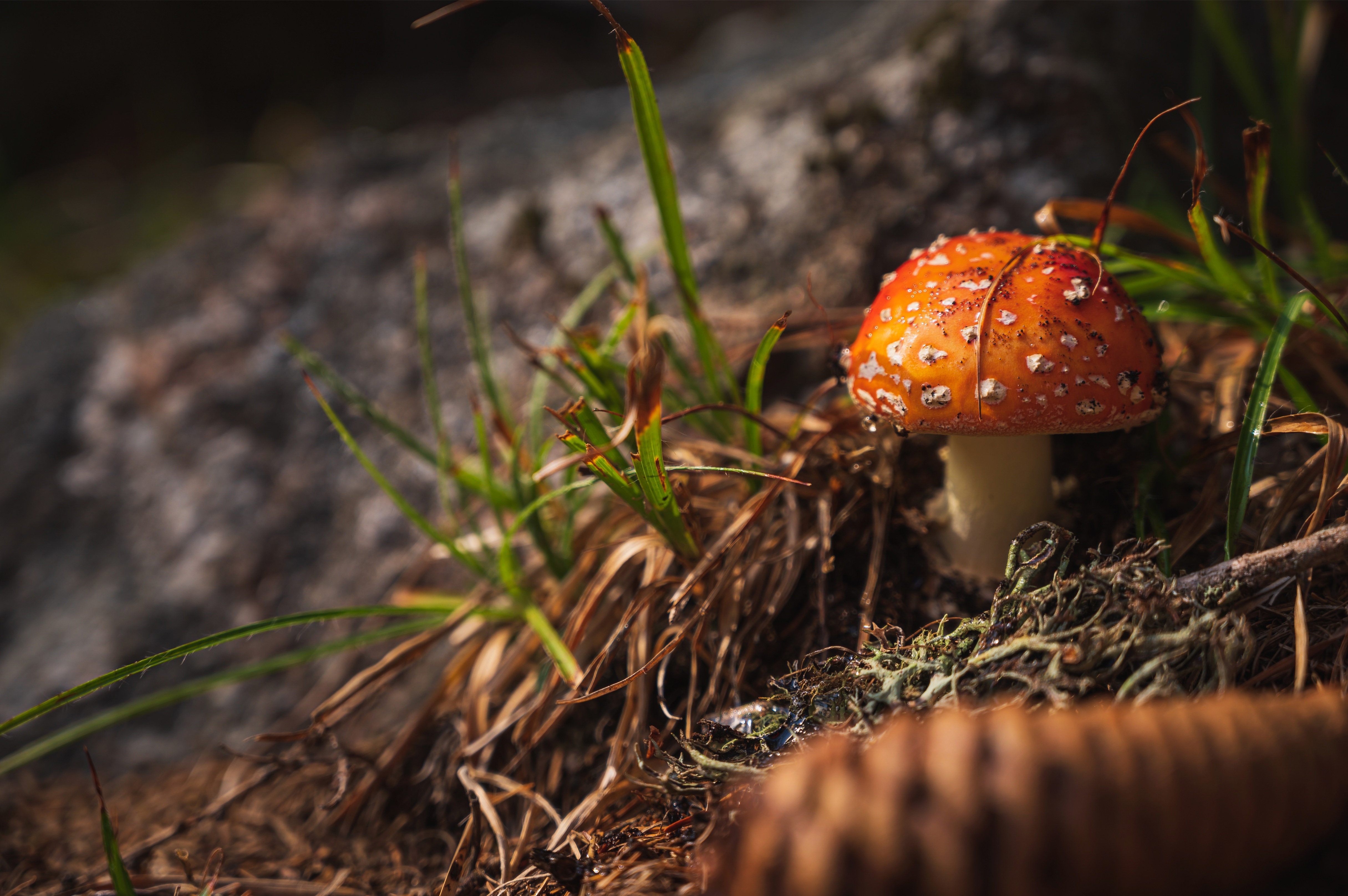 Téléchargez des papiers peints mobile Champignon, La Nature, Terre/nature gratuitement.