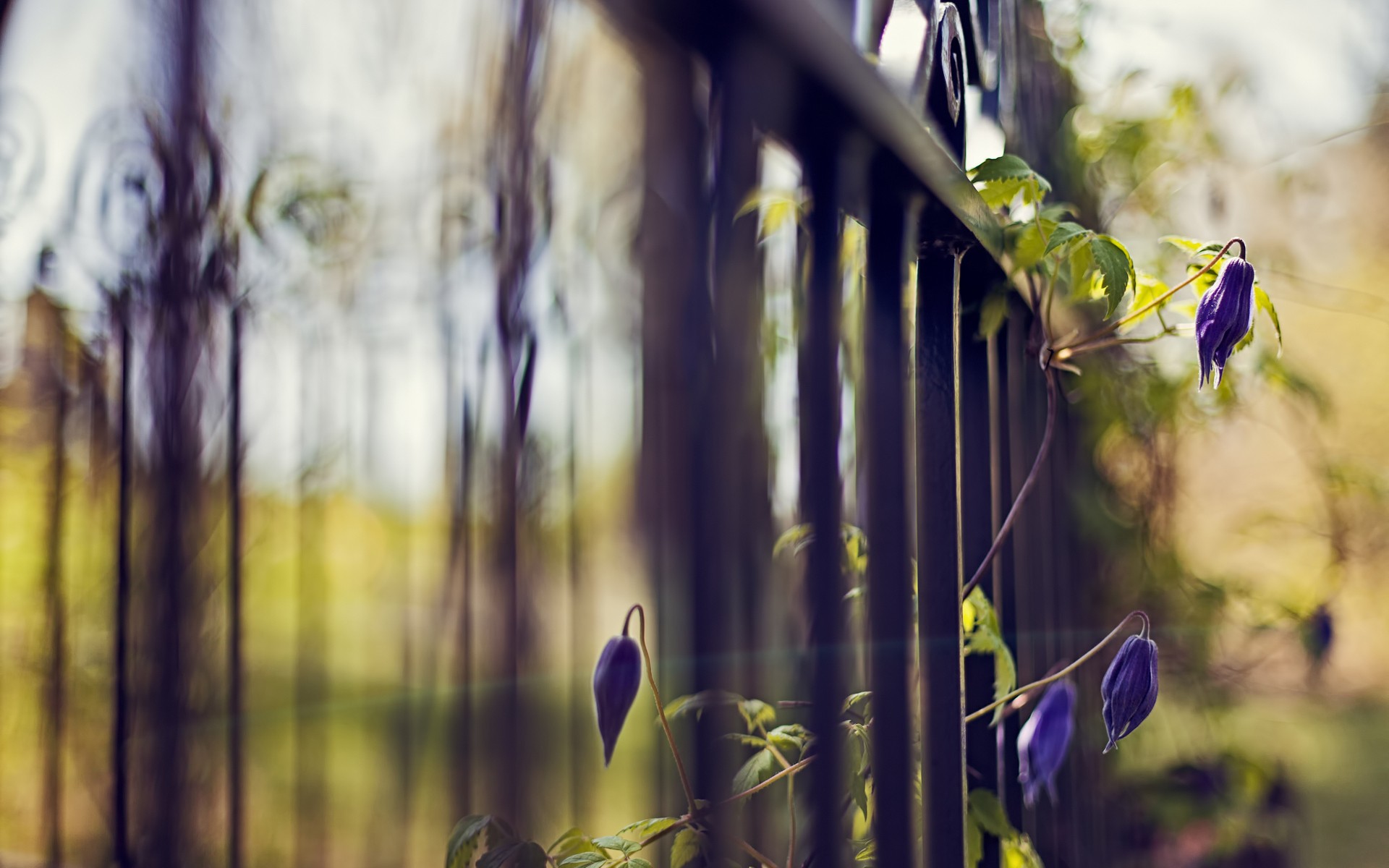 Téléchargez gratuitement l'image Fleur, Terre/nature sur le bureau de votre PC