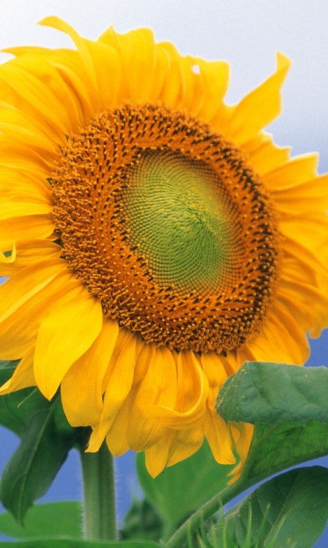 Download mobile wallpaper Flowers, Earth, Sunflower for free.