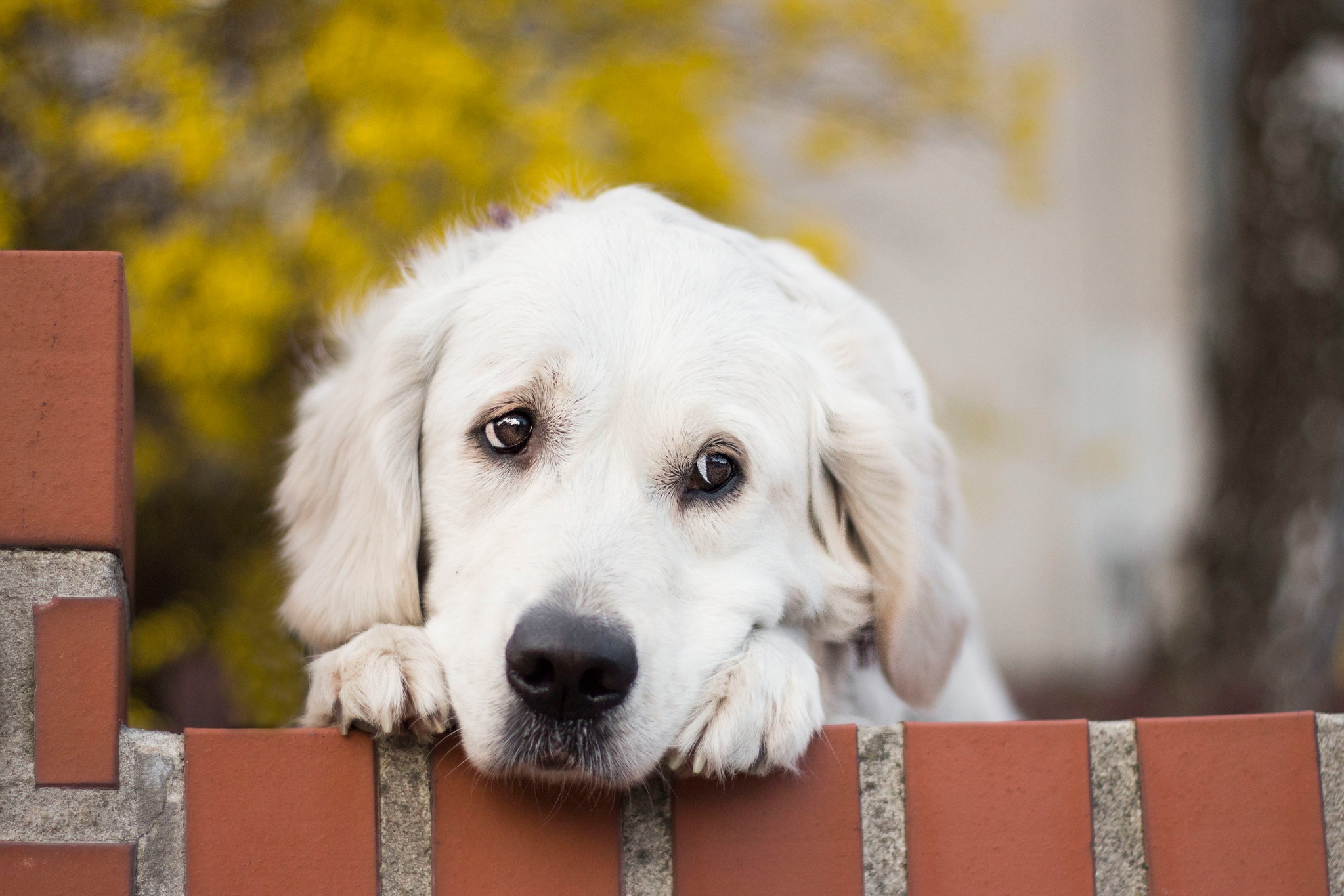 Baixar papel de parede para celular de Animais, Cães, Cão, Golden Retriever gratuito.
