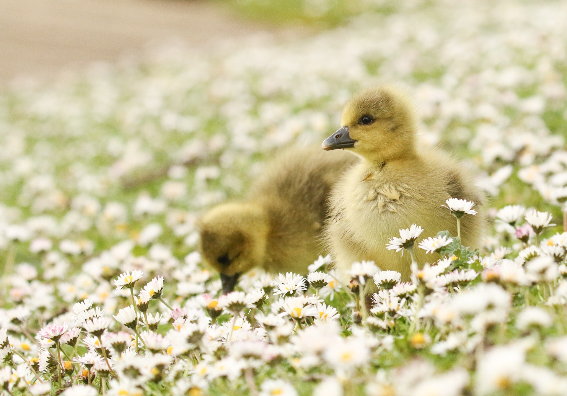 Laden Sie das Tiere, Vögel, Küken, Gans, Weiße Blume, Tierbaby-Bild kostenlos auf Ihren PC-Desktop herunter