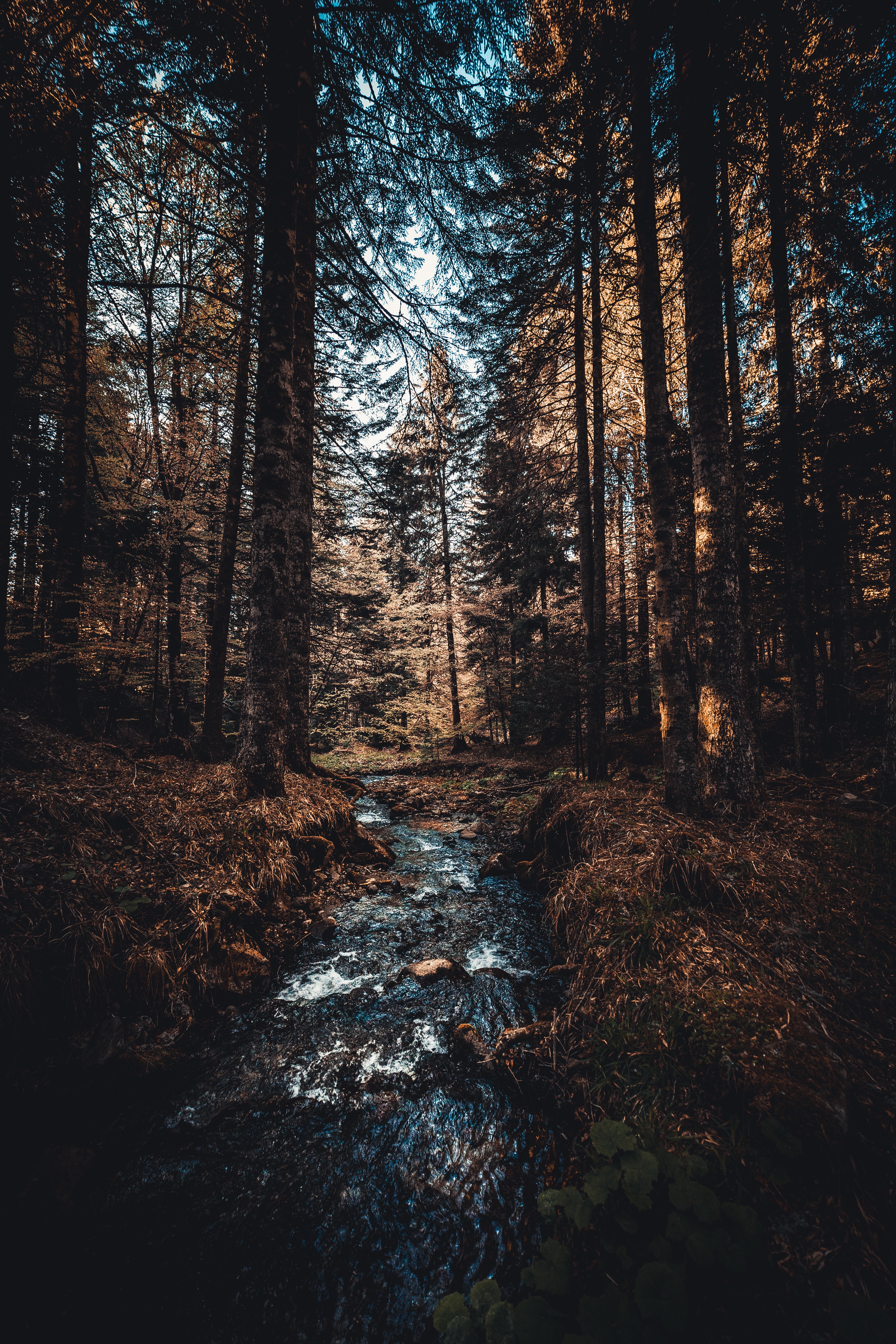 Download mobile wallpaper Stream, Rivers, Trees, Forest, Flow, Nature for free.