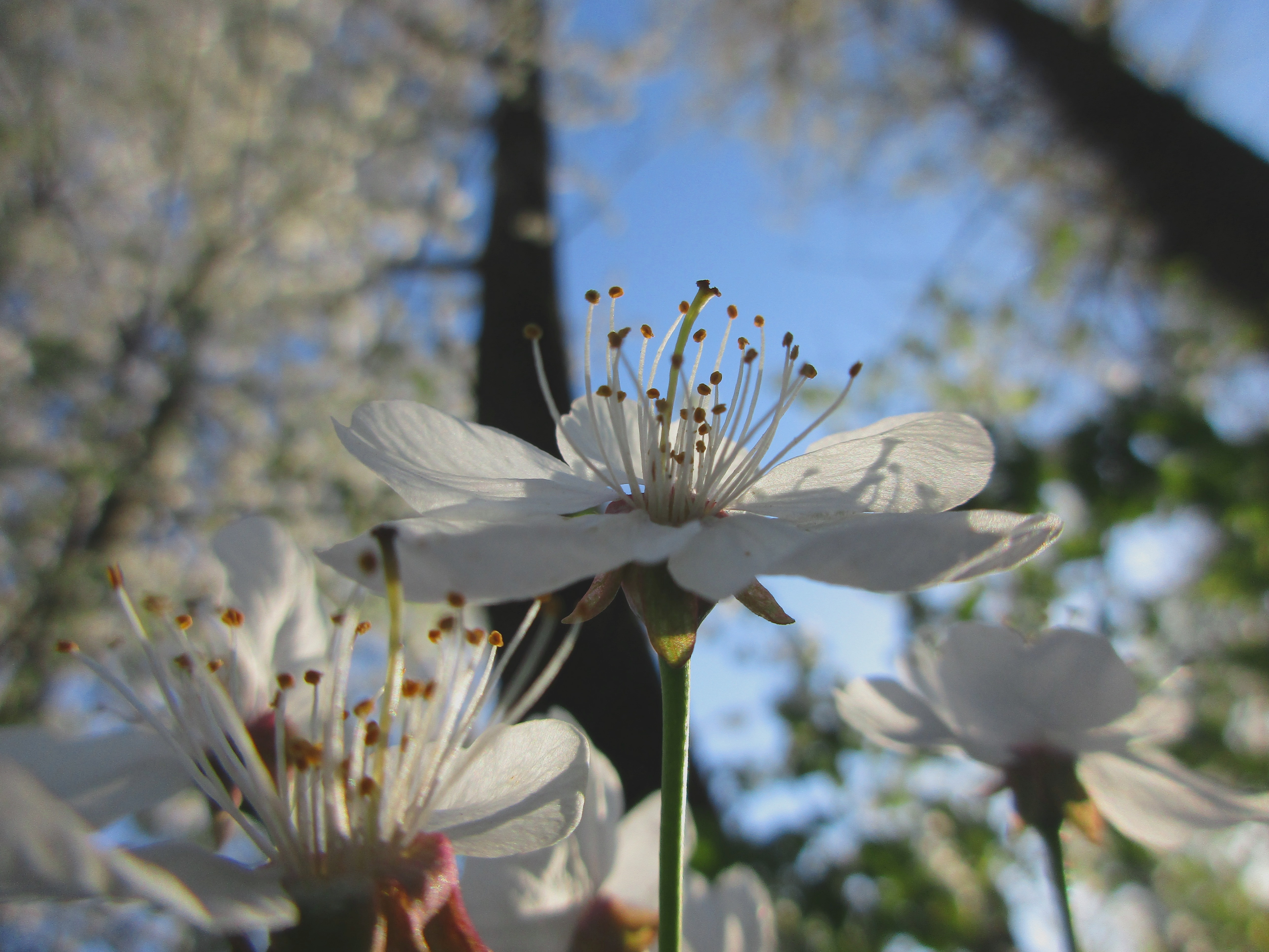 Download mobile wallpaper Flower, Earth, Spring, Cherry Blossom, Blossom for free.