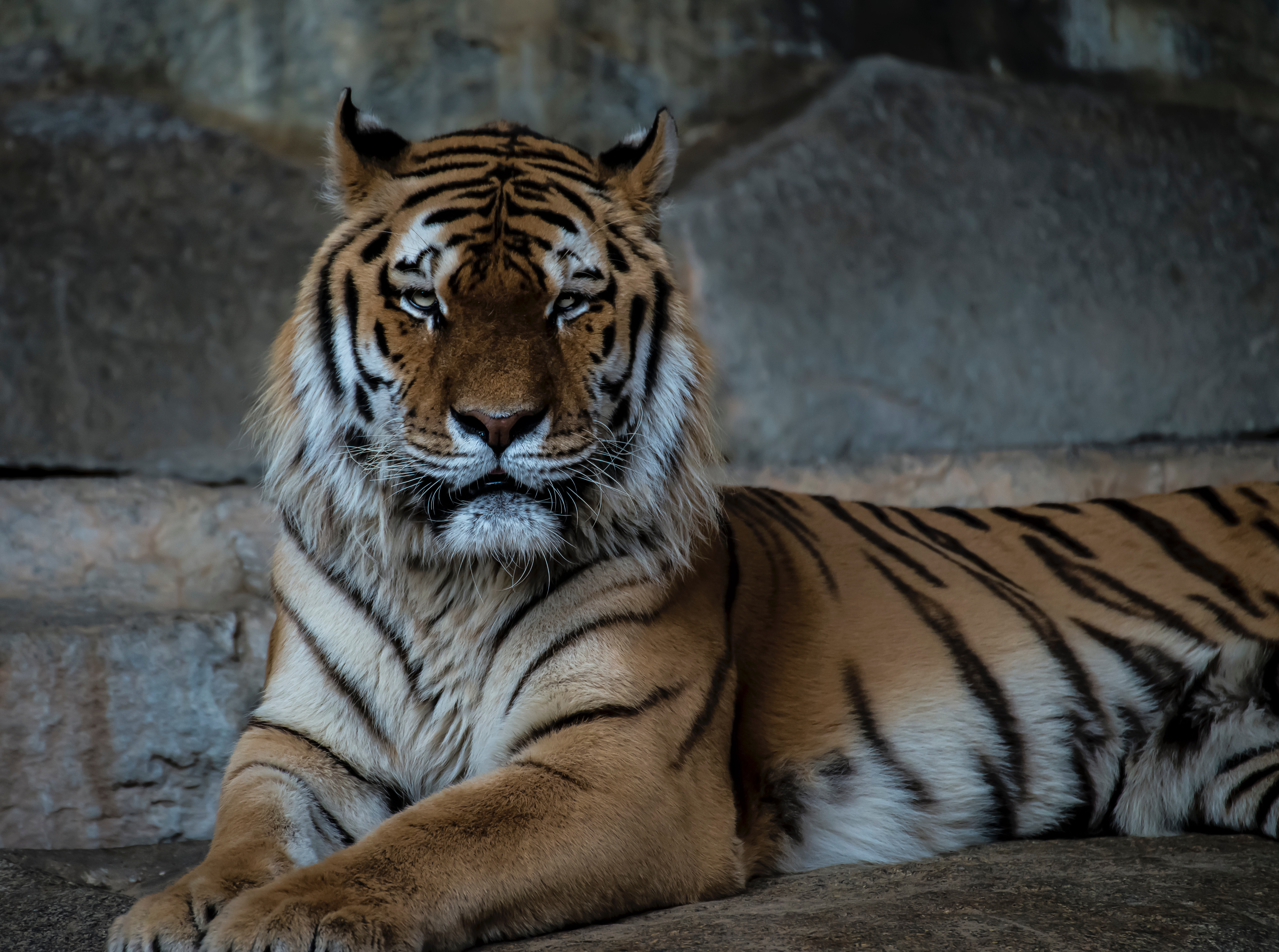 tiger, animals, muzzle, predator, big cat Smartphone Background