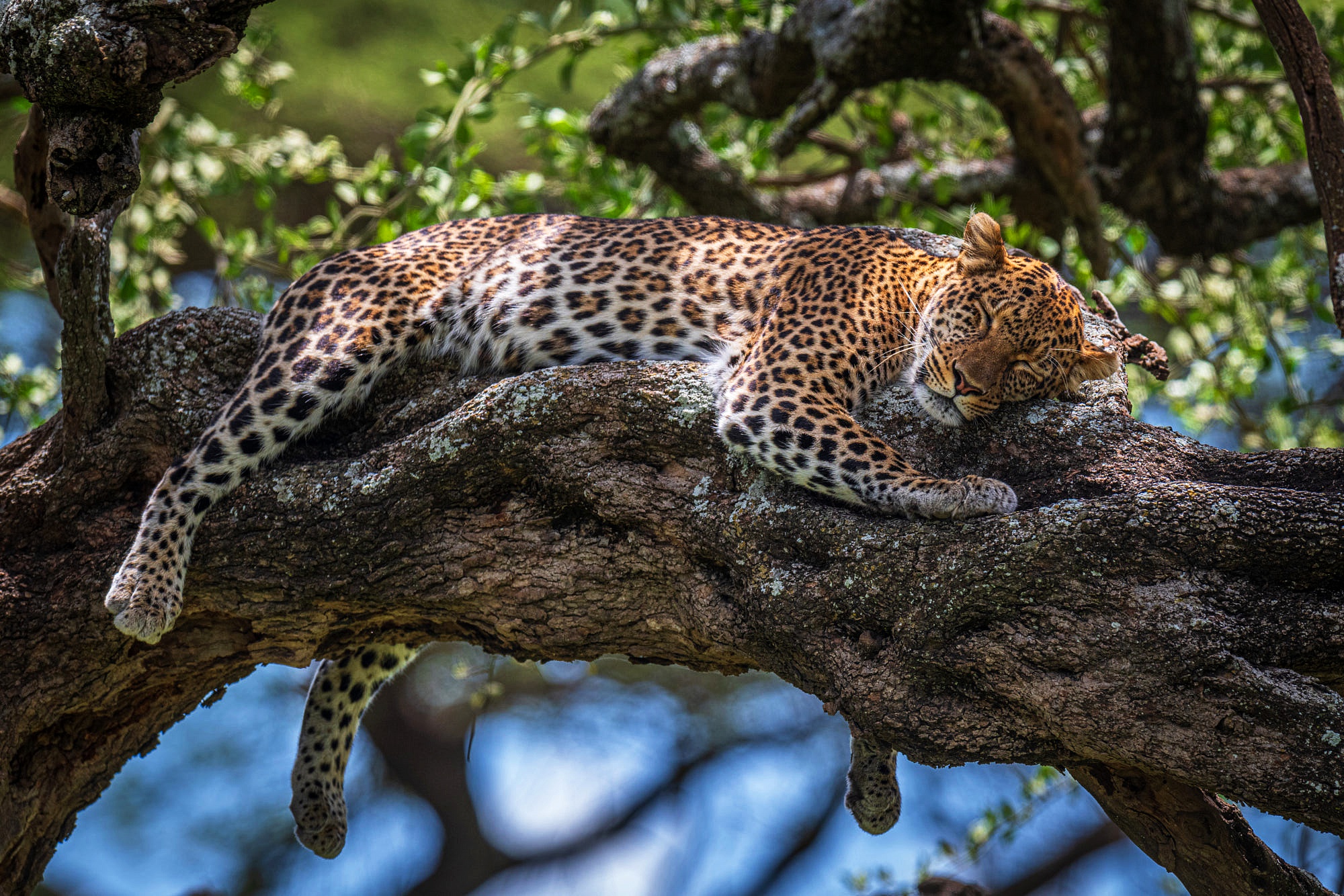 Handy-Wallpaper Tiere, Katzen, Jaguar kostenlos herunterladen.