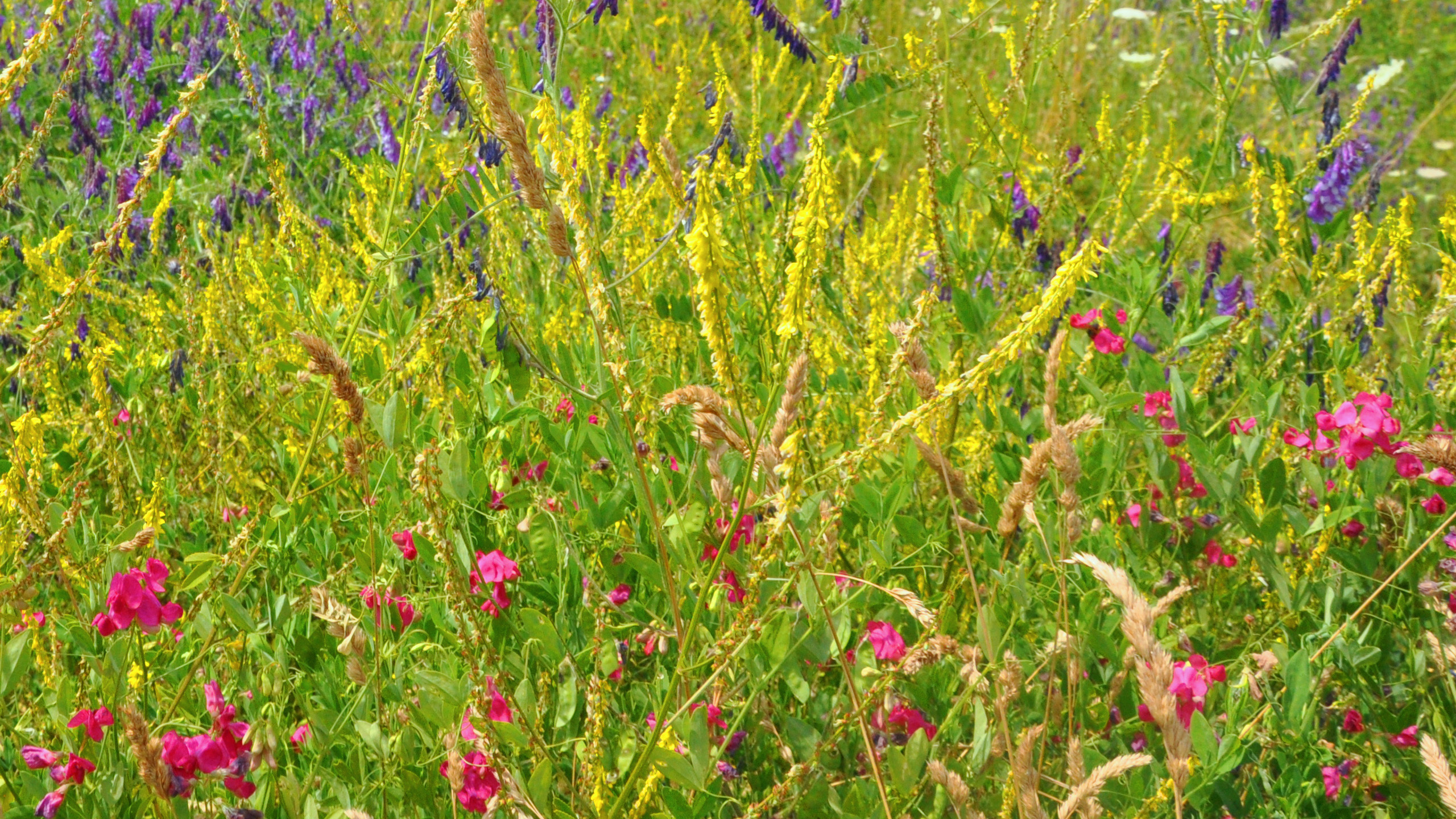 Téléchargez gratuitement l'image Fleurs, Fleur, Terre/nature sur le bureau de votre PC