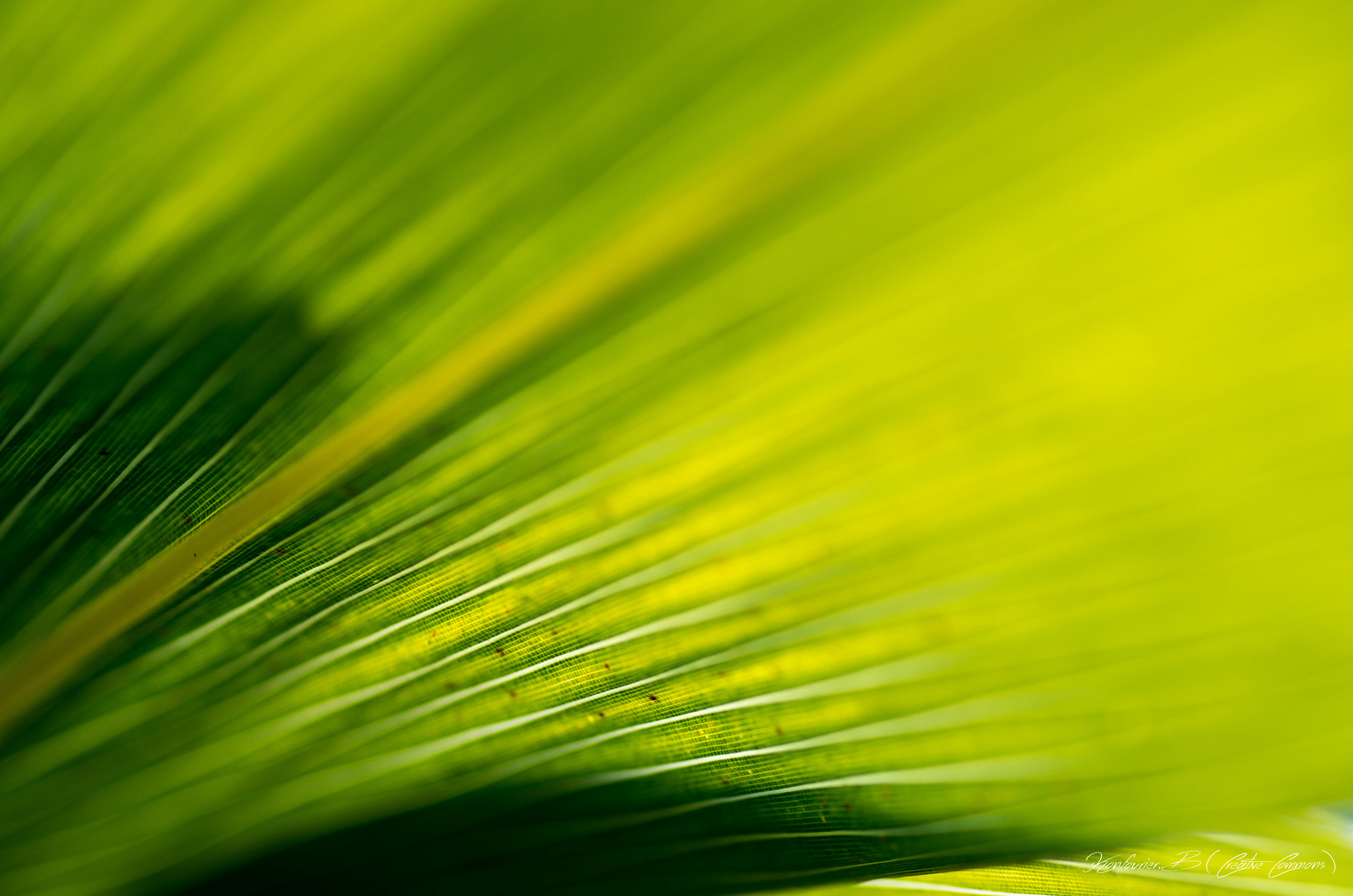 yellow, green, macro, stripes, streaks, leaflet desktop HD wallpaper
