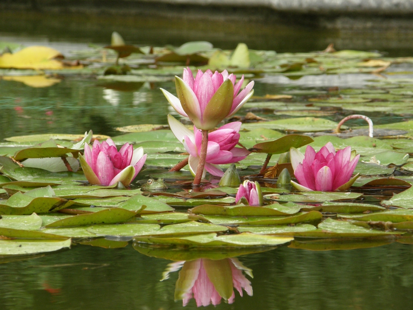 water lilies, plants