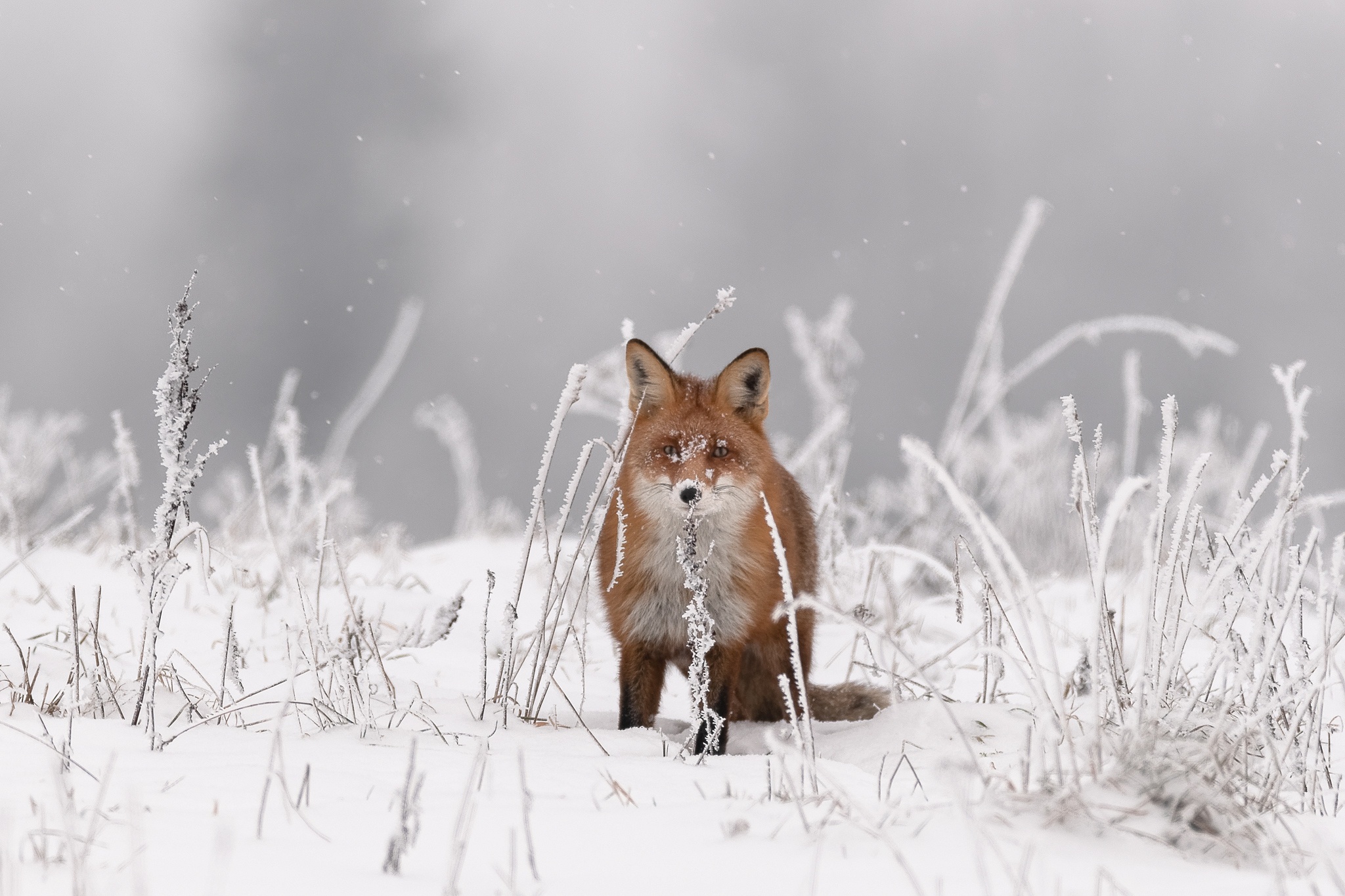 Baixe gratuitamente a imagem Animais, Inverno, Raposa na área de trabalho do seu PC