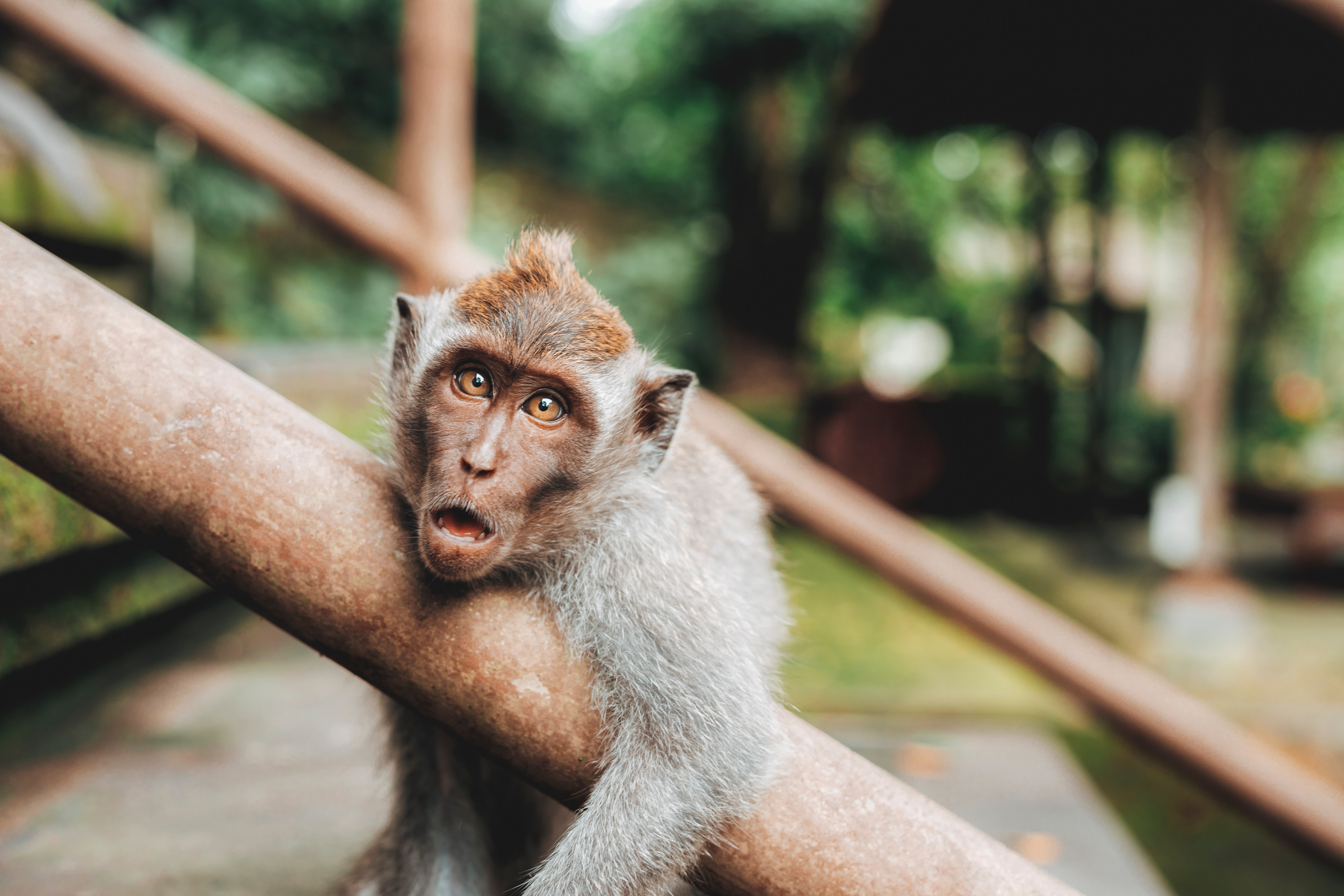 Descarga gratuita de fondo de pantalla para móvil de Animales, Monos, Mono, Primate.
