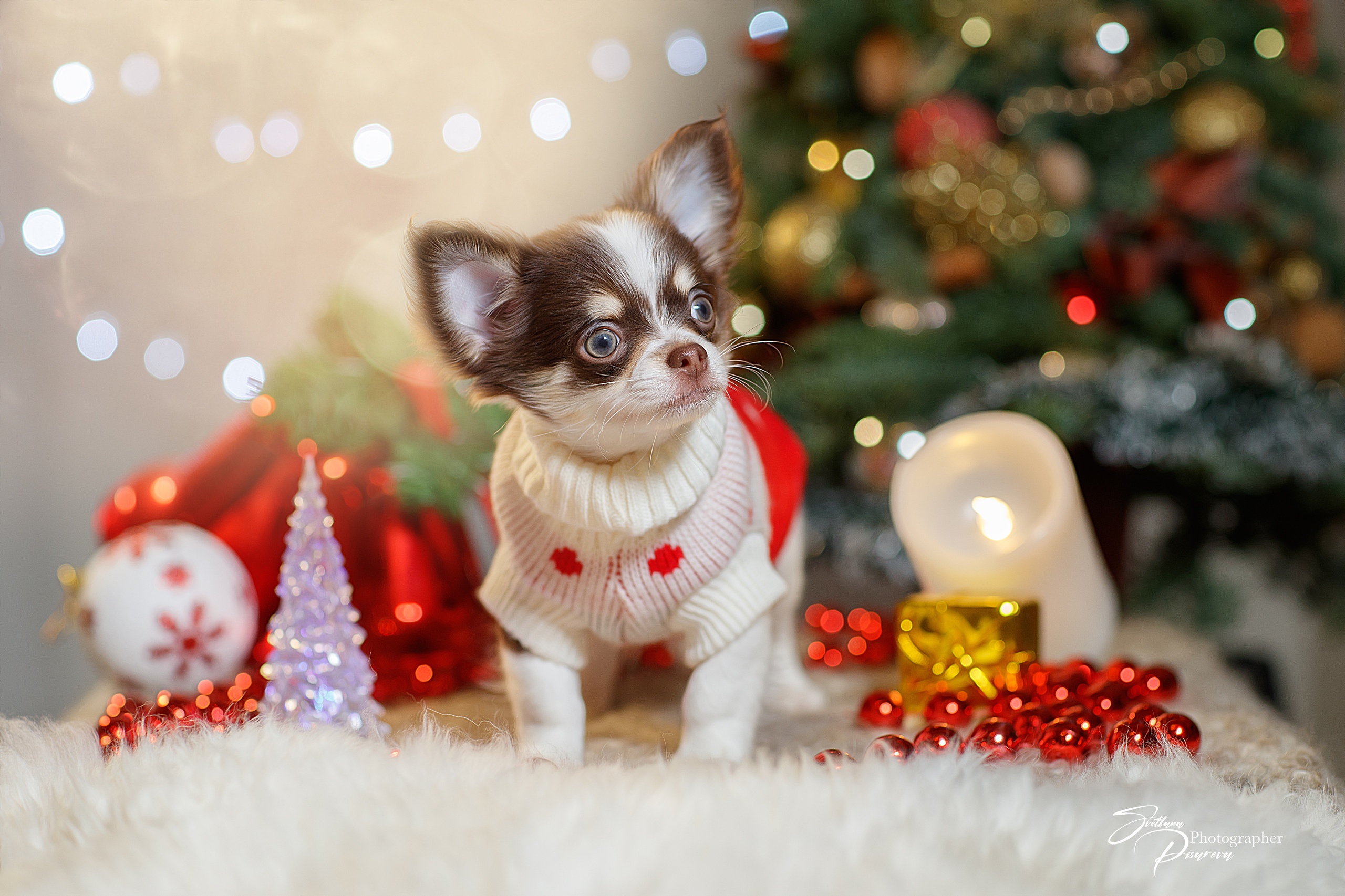 Handy-Wallpaper Tiere, Hunde, Dekoration, Weihnachten, Hund, Chihuahua kostenlos herunterladen.
