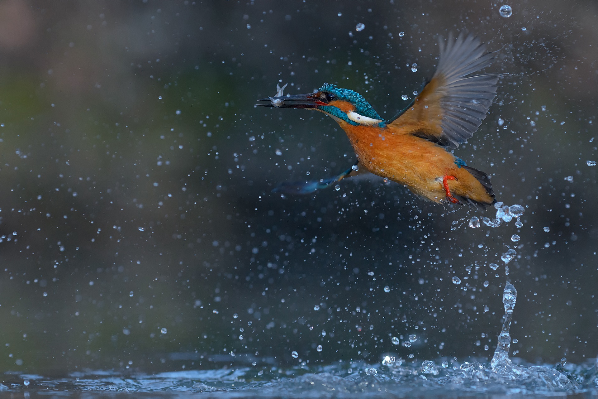 Free download wallpaper Birds, Bird, Splash, Animal, Kingfisher on your PC desktop