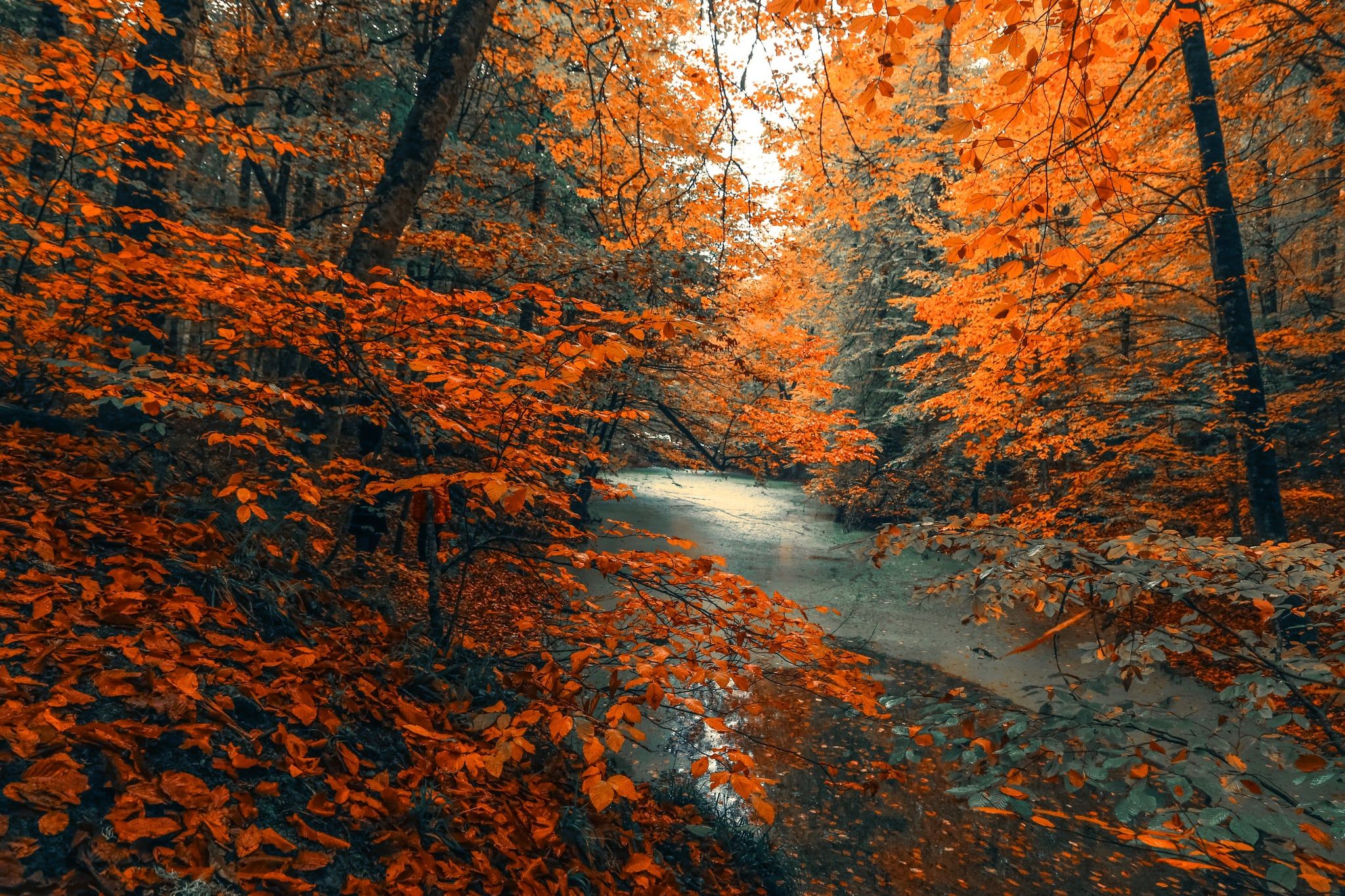 Téléchargez gratuitement l'image Forêt, Arbre, Feuille, Terre/nature, Rivière sur le bureau de votre PC