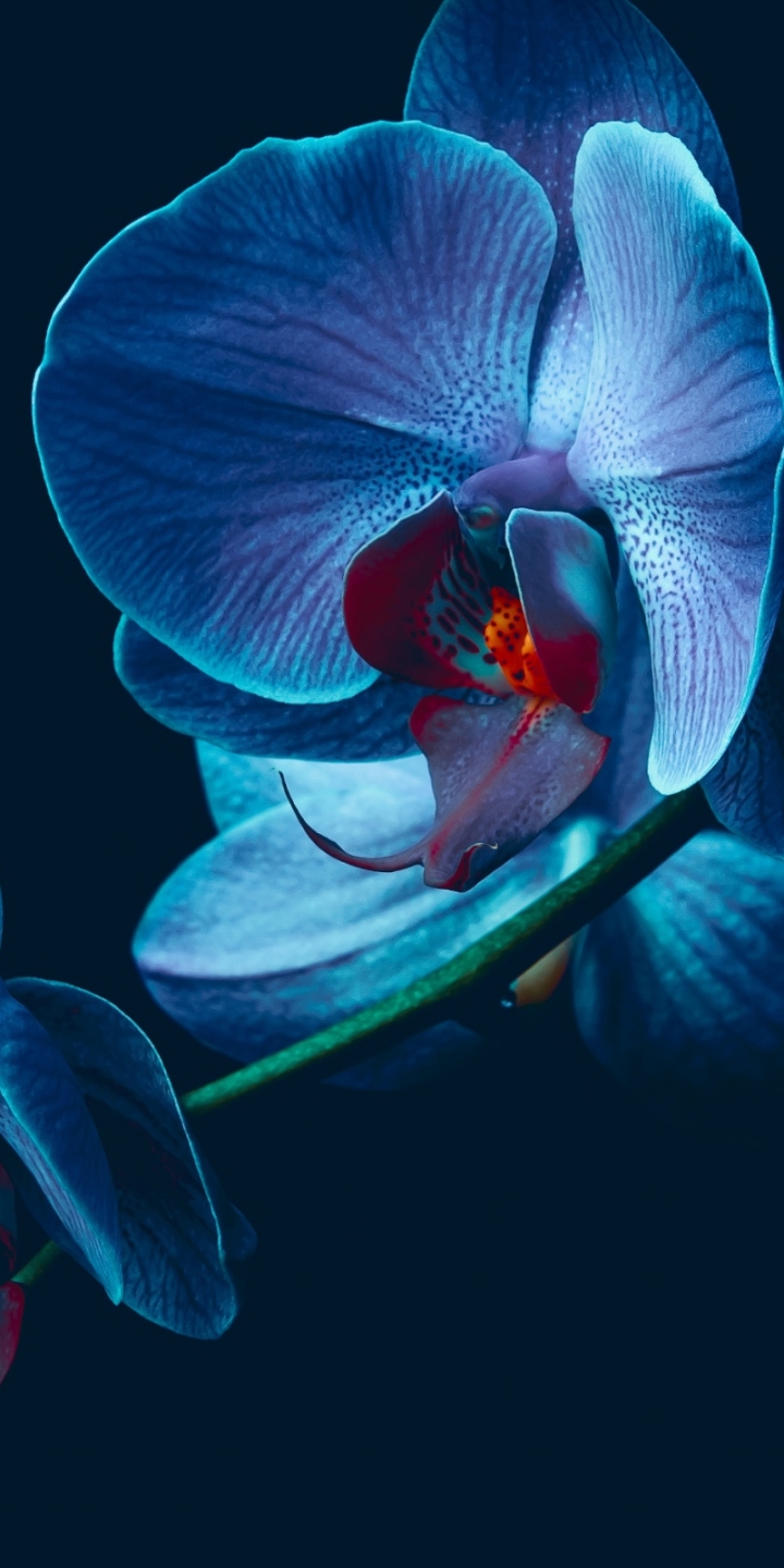 Download mobile wallpaper Flowers, Earth, Orchid for free.