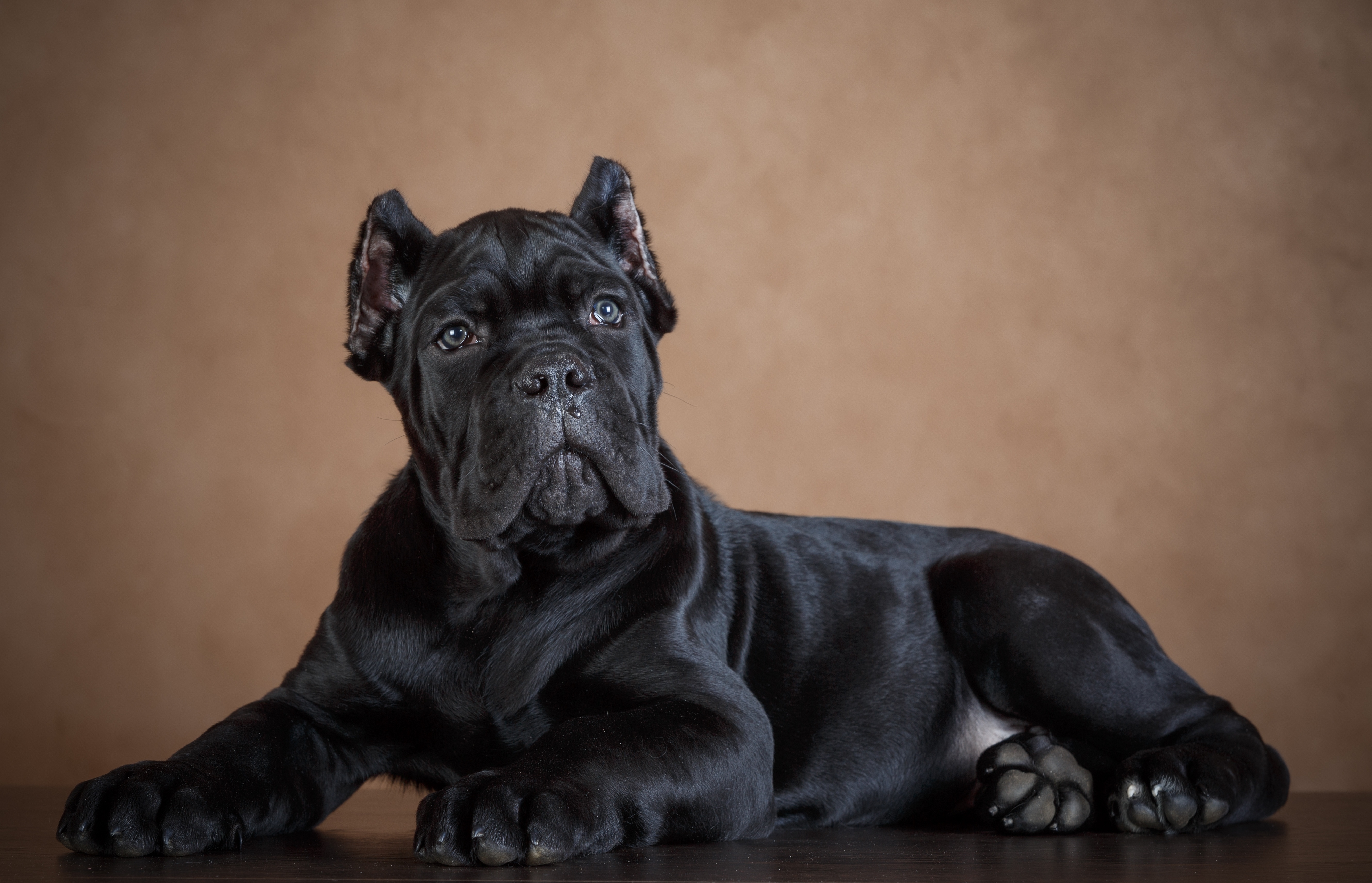 Free download wallpaper Dogs, Dog, Animal, Puppy, Cane Corso, Baby Animal on your PC desktop
