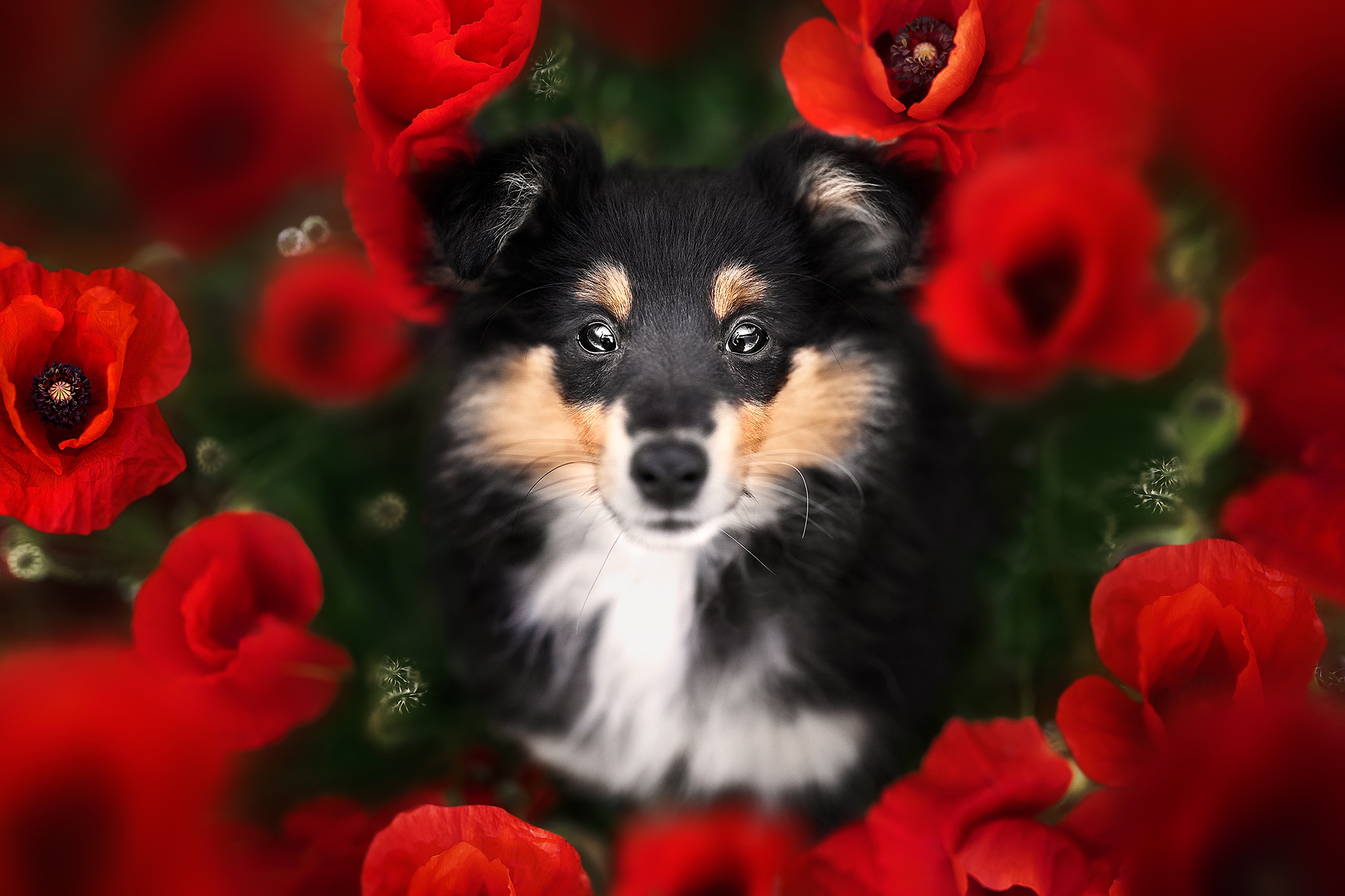 Download mobile wallpaper Dogs, Animal, Puppy, Shetland Sheepdog, Red Flower, Baby Animal for free.