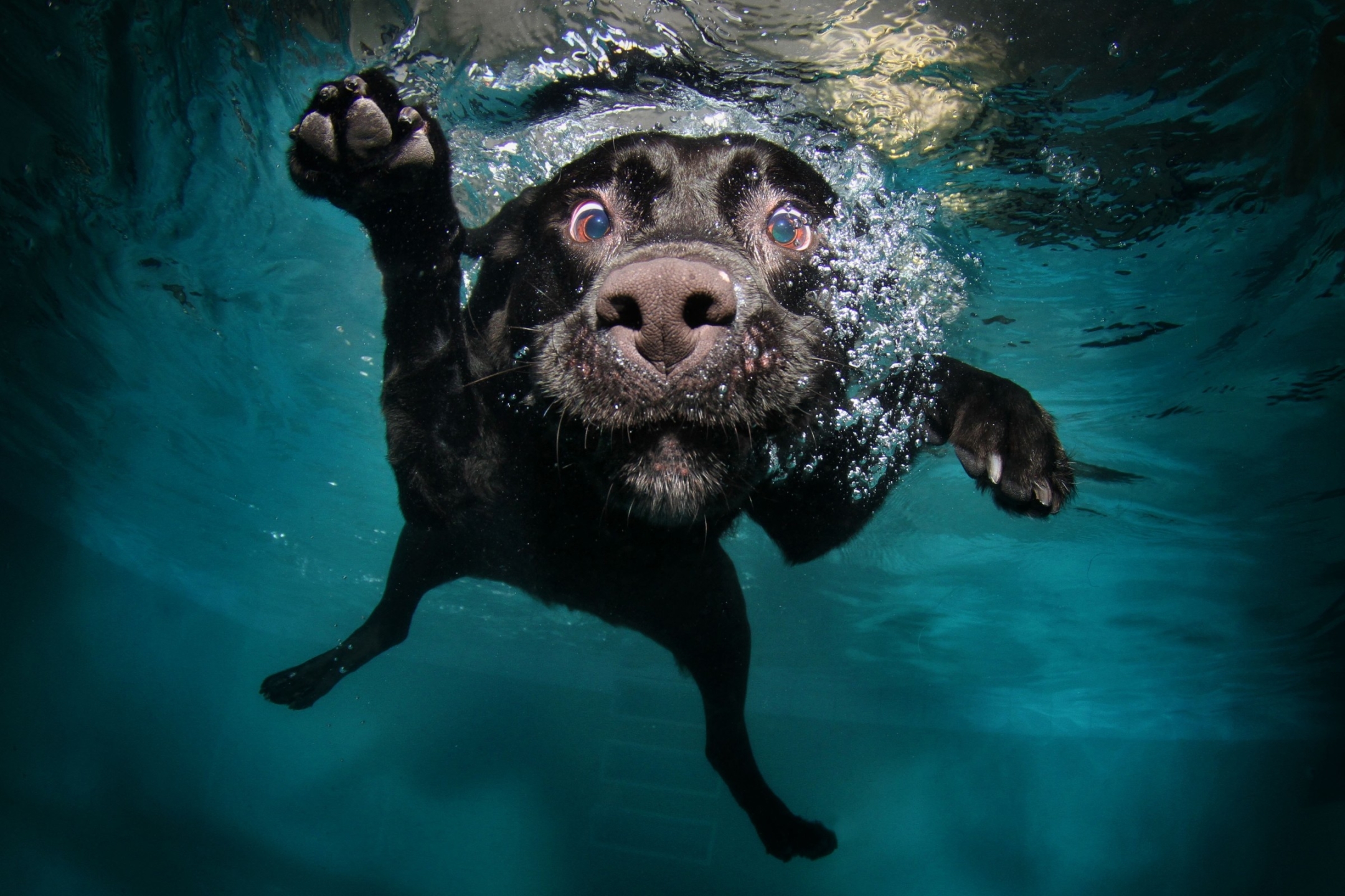 Скачать картинку Животные, Собаки, Вода, Собака, Лабрадор, Подводный, Лабрадор Ретривер в телефон бесплатно.