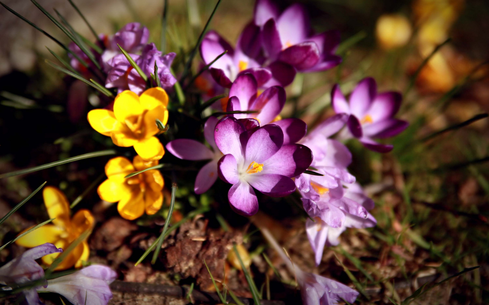 Download mobile wallpaper Crocus, Flowers, Flower, Earth for free.