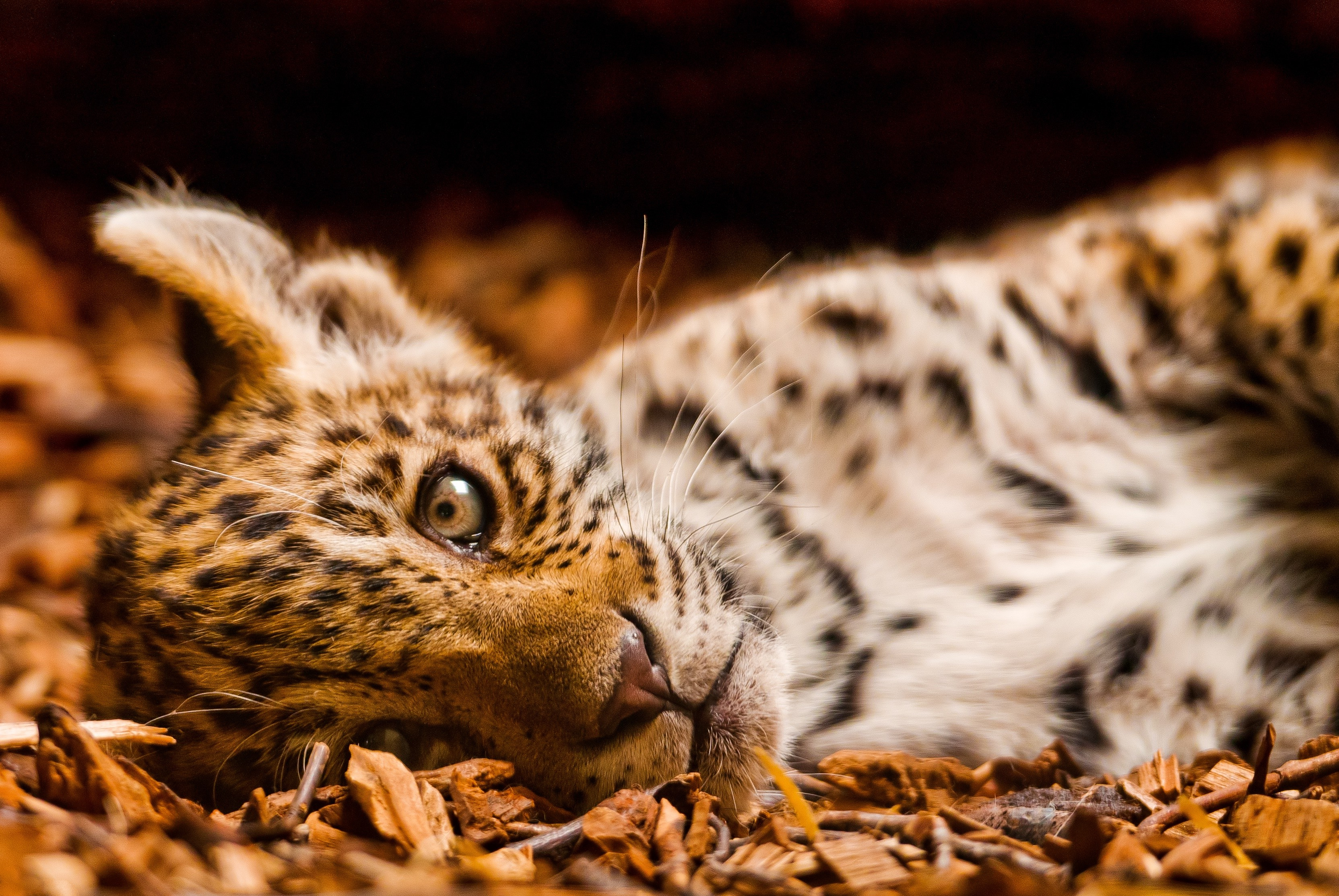 Handy-Wallpaper Tiere, Katzen, Leopard, Süß, Tierbaby, Jungtier kostenlos herunterladen.