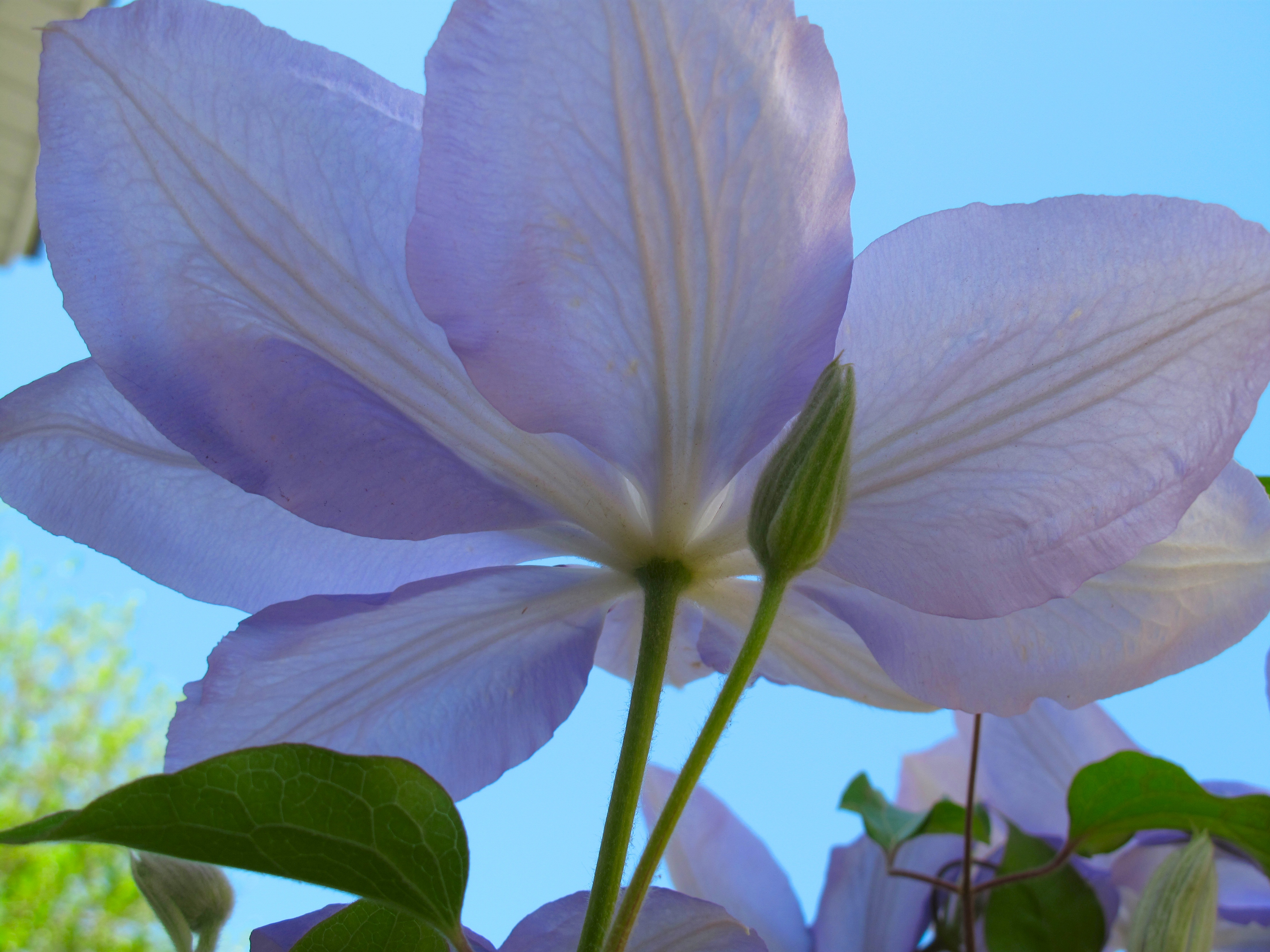 Descarga gratuita de fondo de pantalla para móvil de Flores, Flor, Tierra/naturaleza.