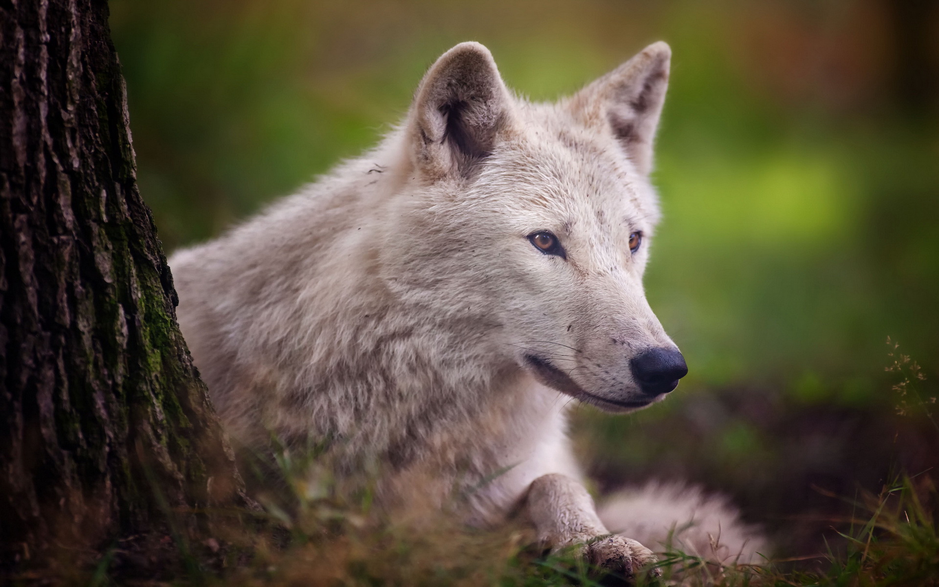 Download mobile wallpaper Wolf, Animal for free.