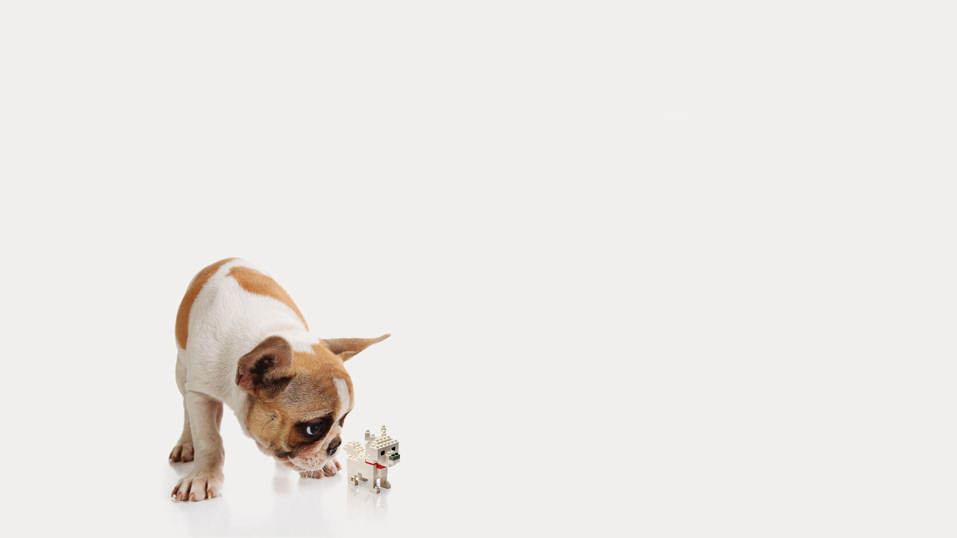 Free download wallpaper Dog, Puppy, Toy, Minimalism on your PC desktop