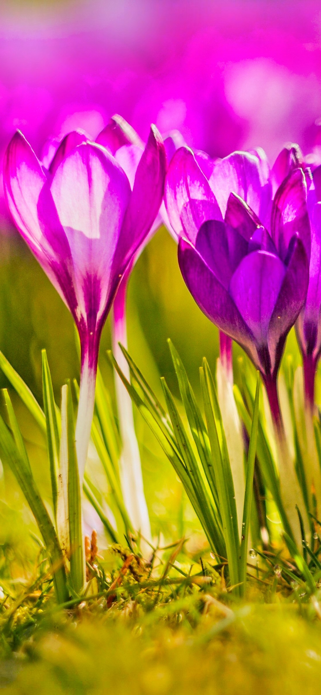 Handy-Wallpaper Blumen, Blume, Frühling, Krokus, Erde/natur, Pinke Blume kostenlos herunterladen.