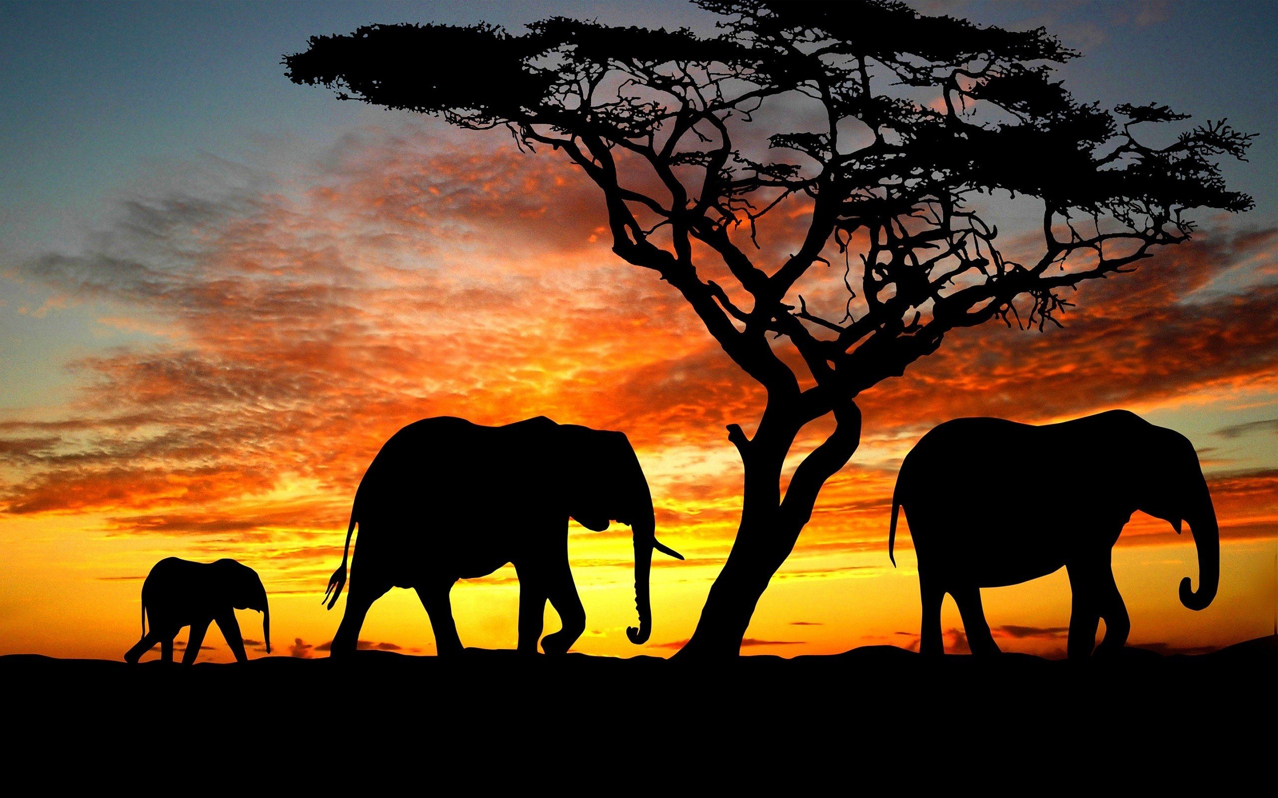 Free download wallpaper Sunset, Sky, Silhouette, Tree, Animal, Cloud, Elephant, Africa, African Bush Elephant, Orange (Color), Lonely Tree on your PC desktop