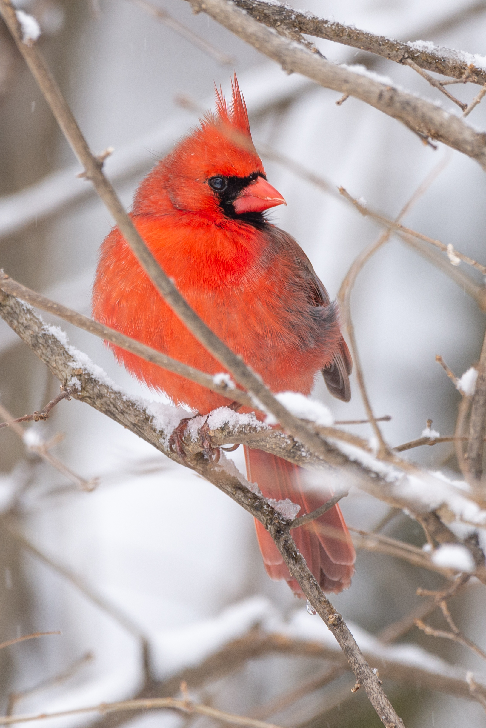 animals, bird, branch, red cardinal