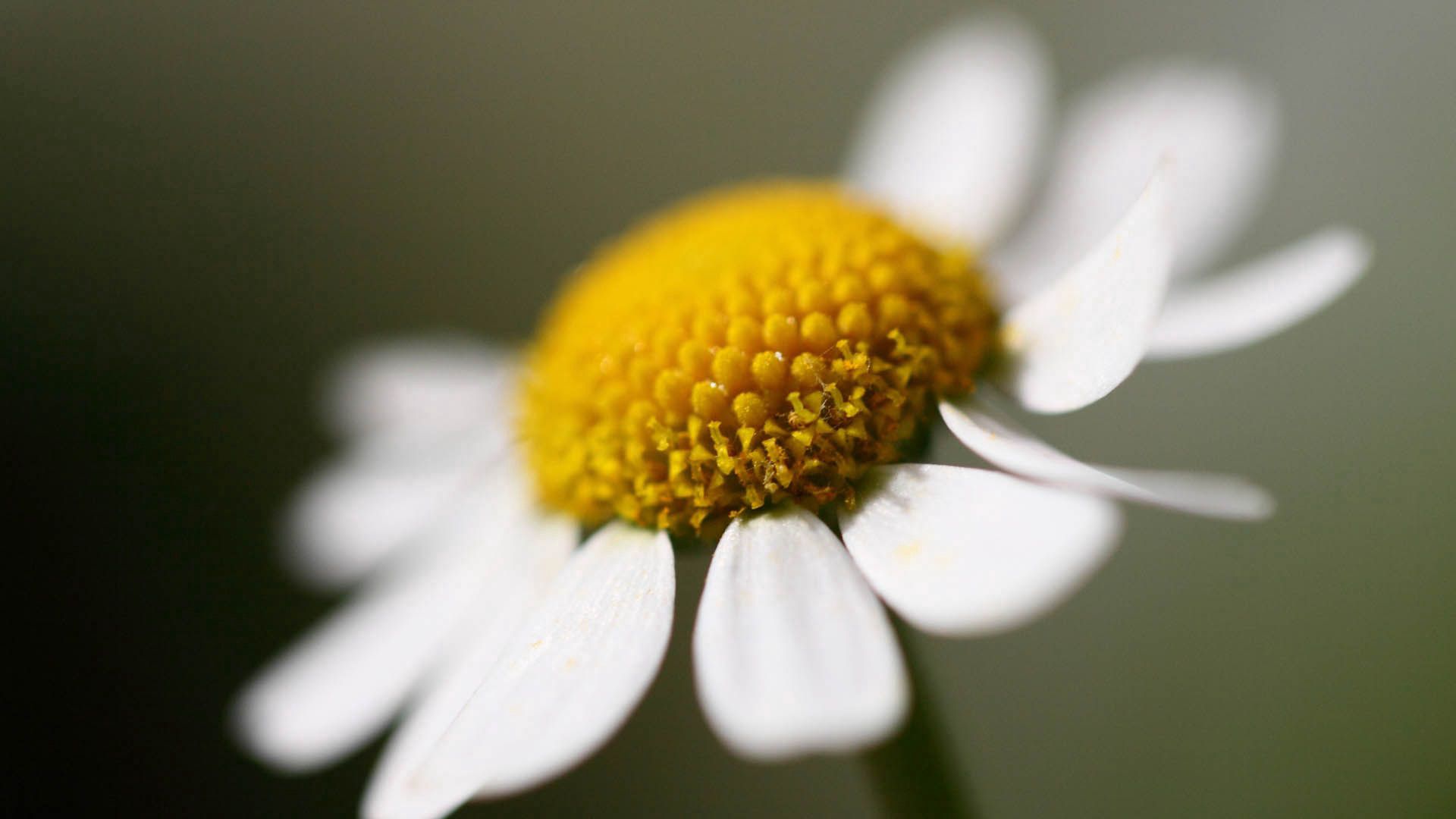 Free download wallpaper Chamomile, Camomile, Petals, Flower, Macro on your PC desktop