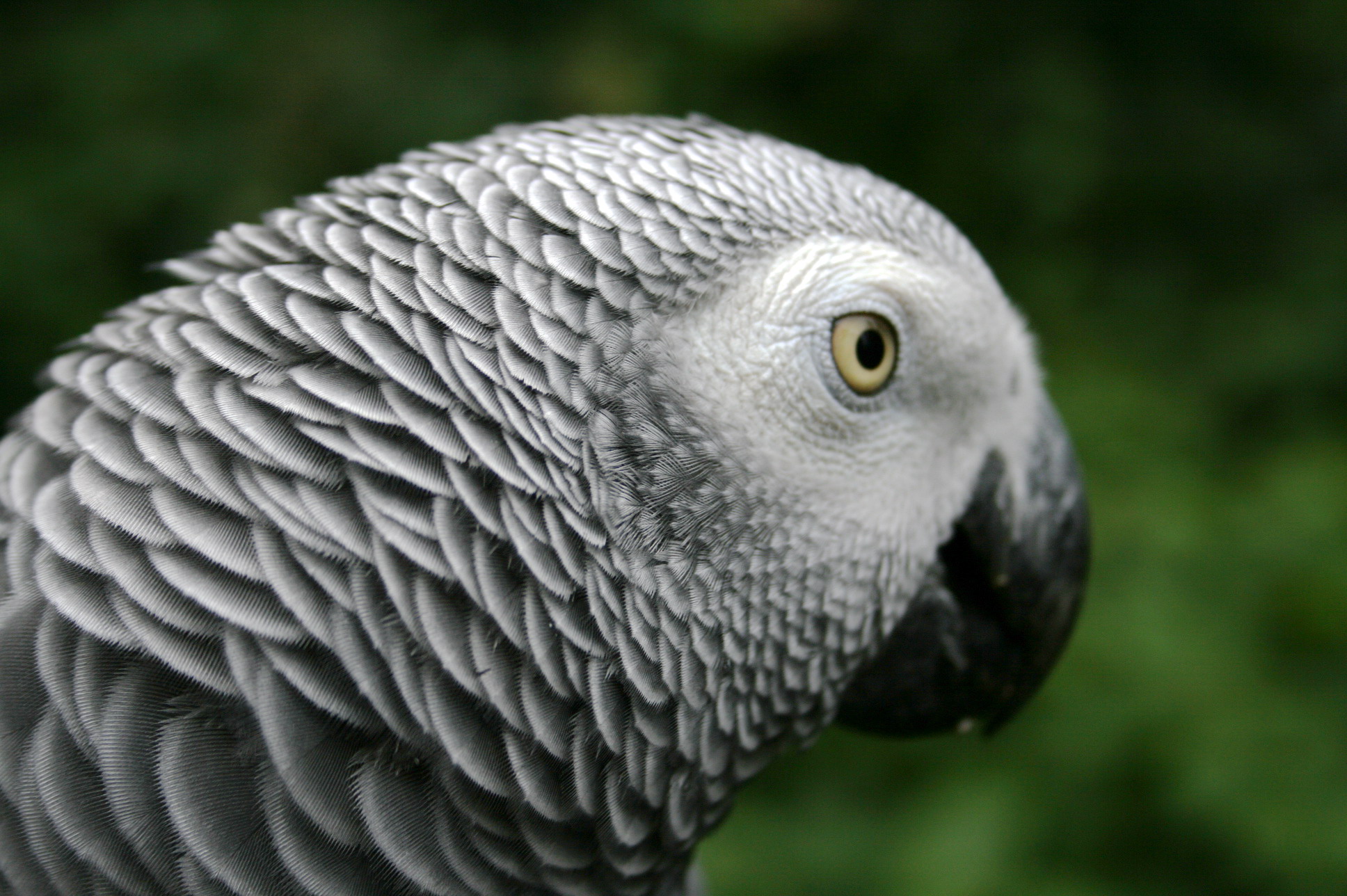 257632 télécharger le fond d'écran animaux, perroquet gris d'afrique, des oiseaux - économiseurs d'écran et images gratuitement