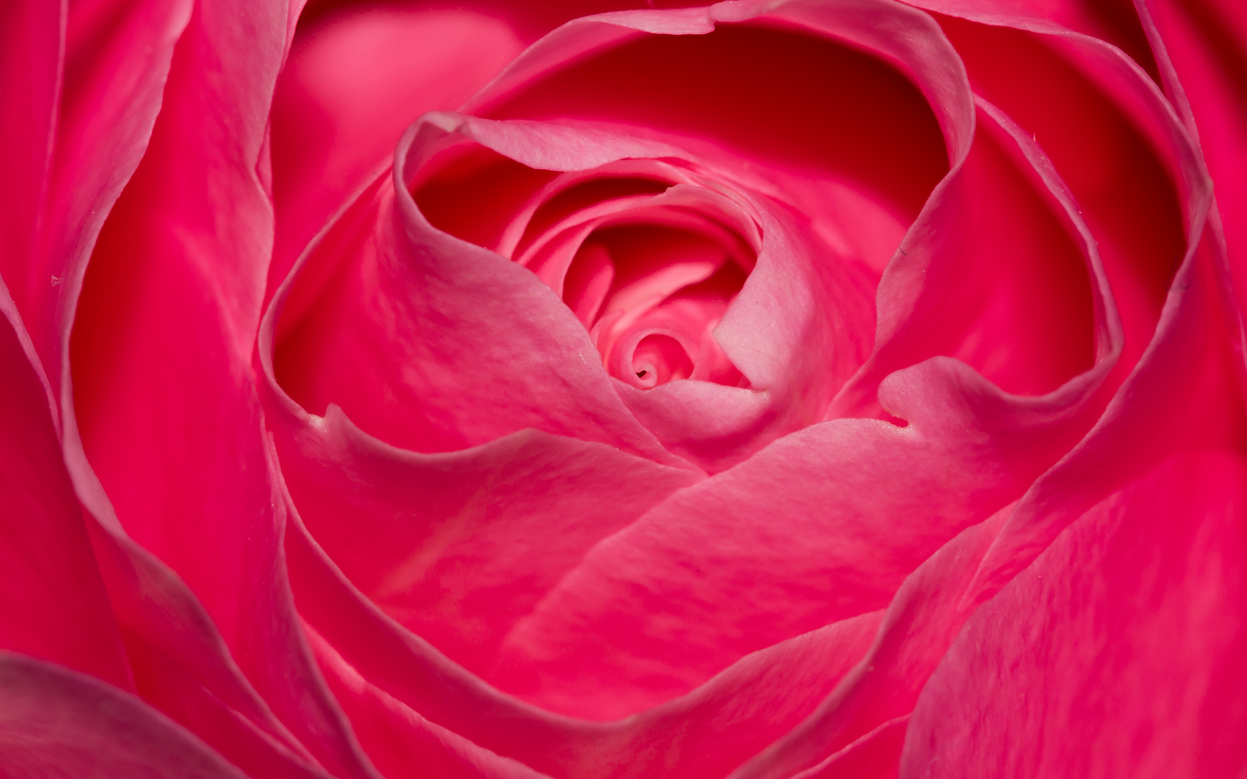 Free download wallpaper Flowers, Rose, Close Up, Earth, Pink Flower on your PC desktop