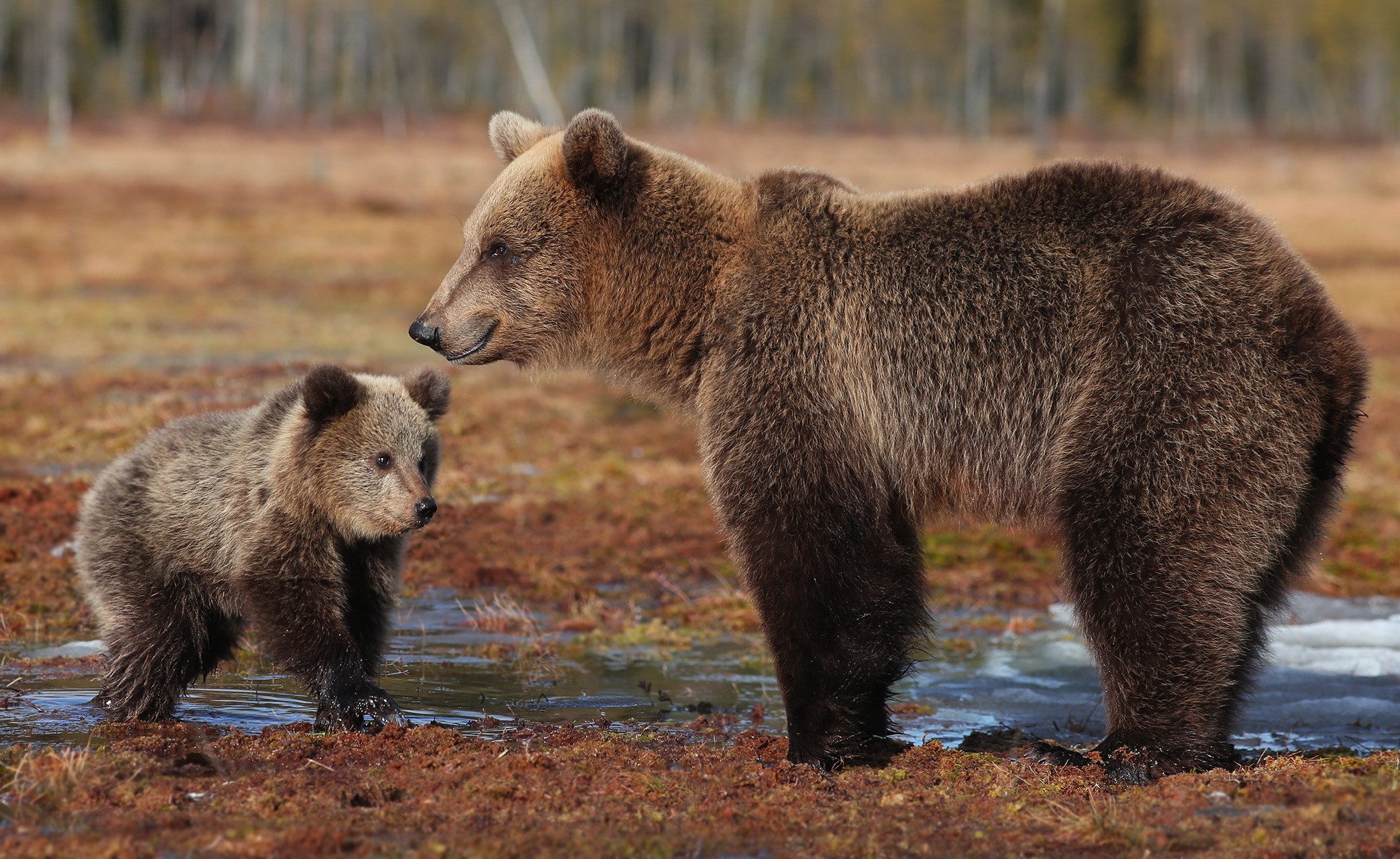 PCデスクトップに動物, クマ, 赤ちゃん動物画像を無料でダウンロード