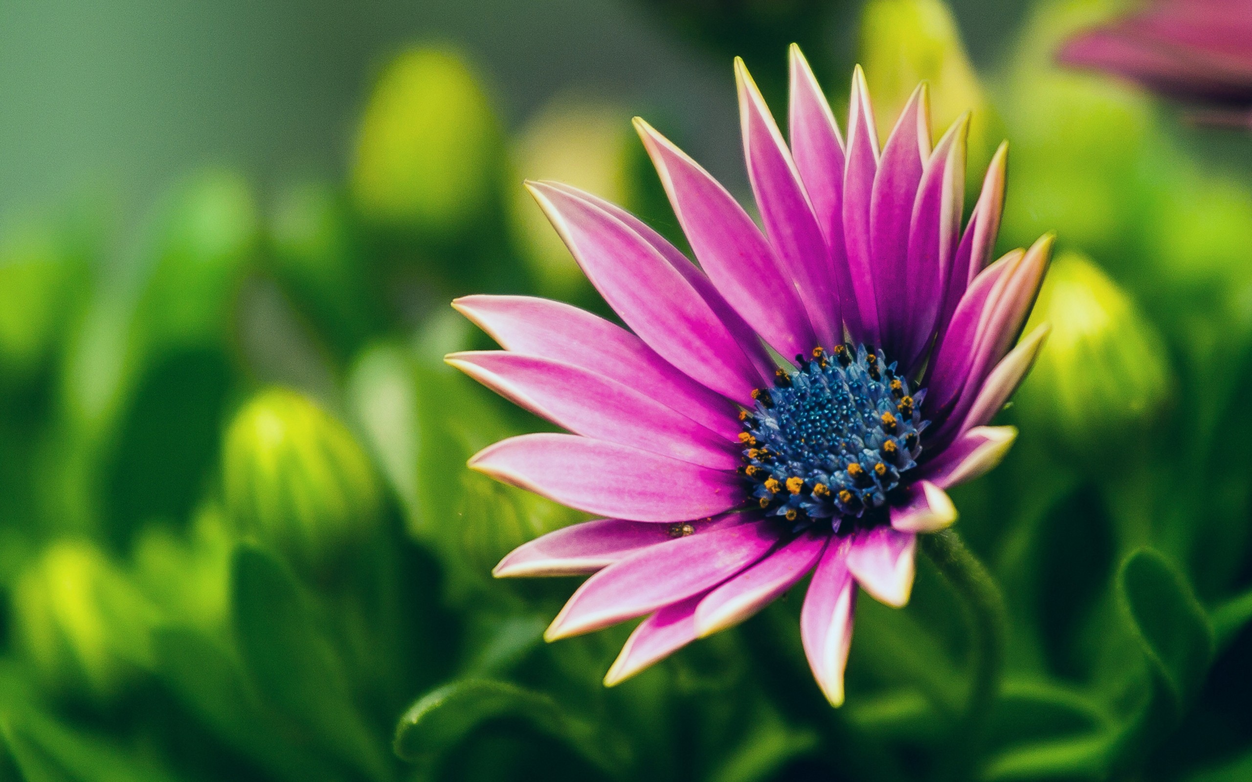 Téléchargez gratuitement l'image Fleurs, Fleur, Terre/nature sur le bureau de votre PC