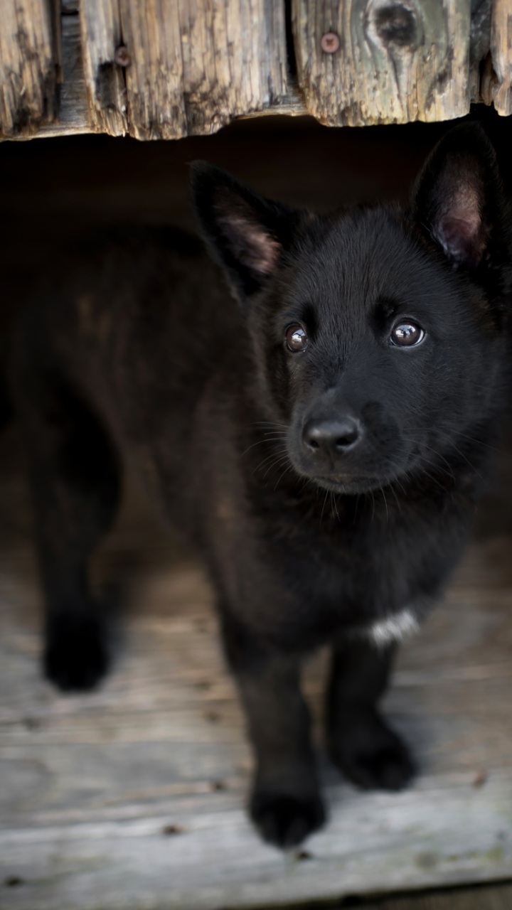 Descarga gratuita de fondo de pantalla para móvil de Animales, Perros, Perro, Cachorro, Bebe Animal.