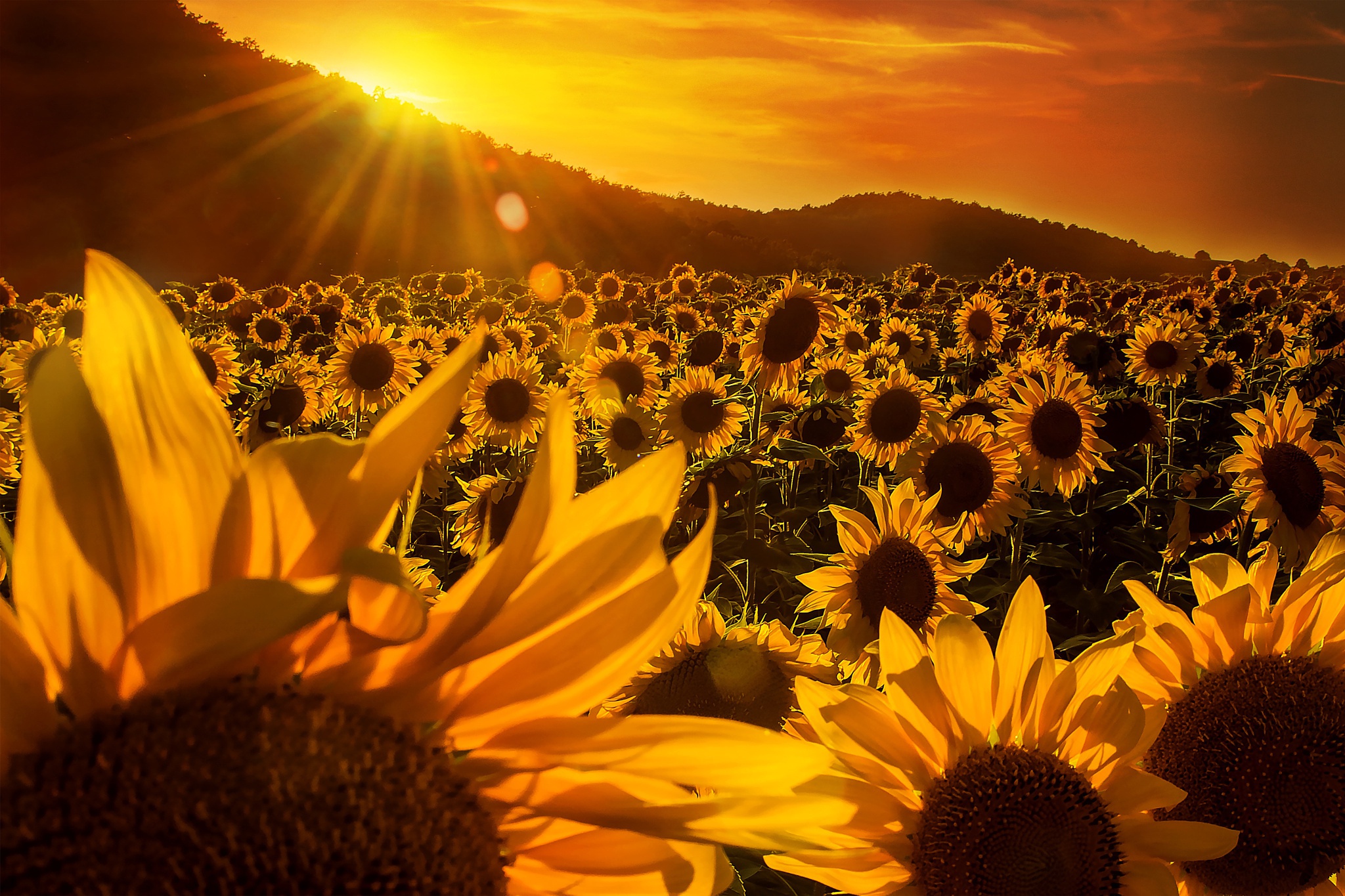 Free download wallpaper Nature, Flowers, Summer, Flower, Sunrise, Earth, Field, Sunflower, Yellow Flower, Sunbeam on your PC desktop