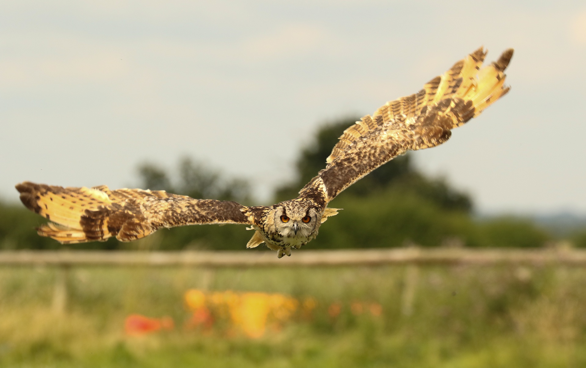 Baixe gratuitamente a imagem Animais, Aves, Coruja, Pássaro na área de trabalho do seu PC