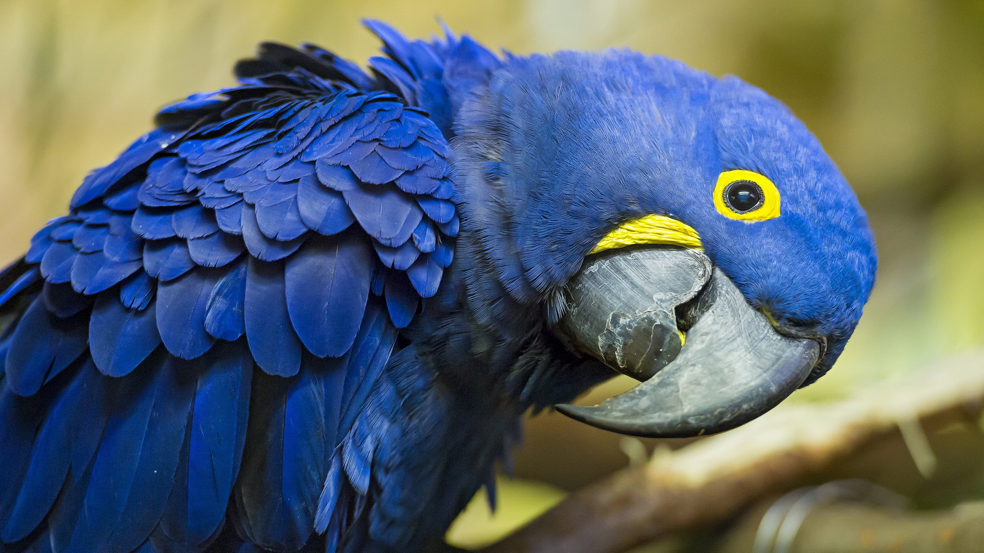 animal, hyacinth macaw