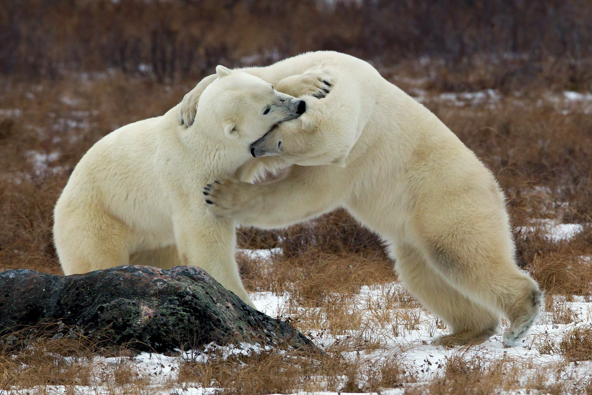 Baixe gratuitamente a imagem Animais, Urso Polar, Ursos na área de trabalho do seu PC