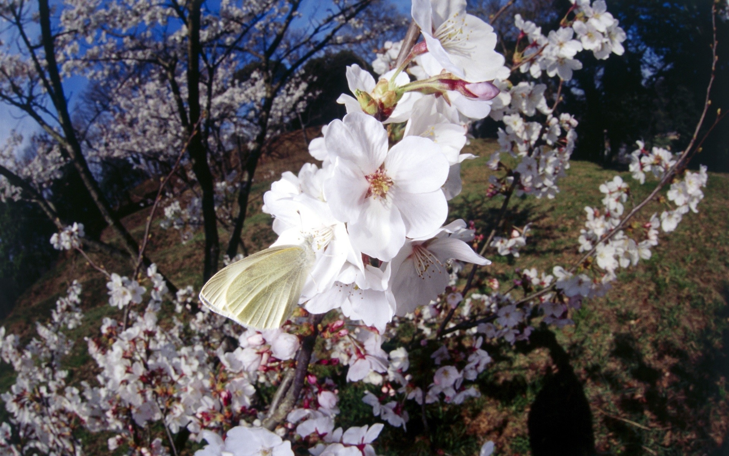 Download mobile wallpaper Flowers, Earth, Blossom for free.