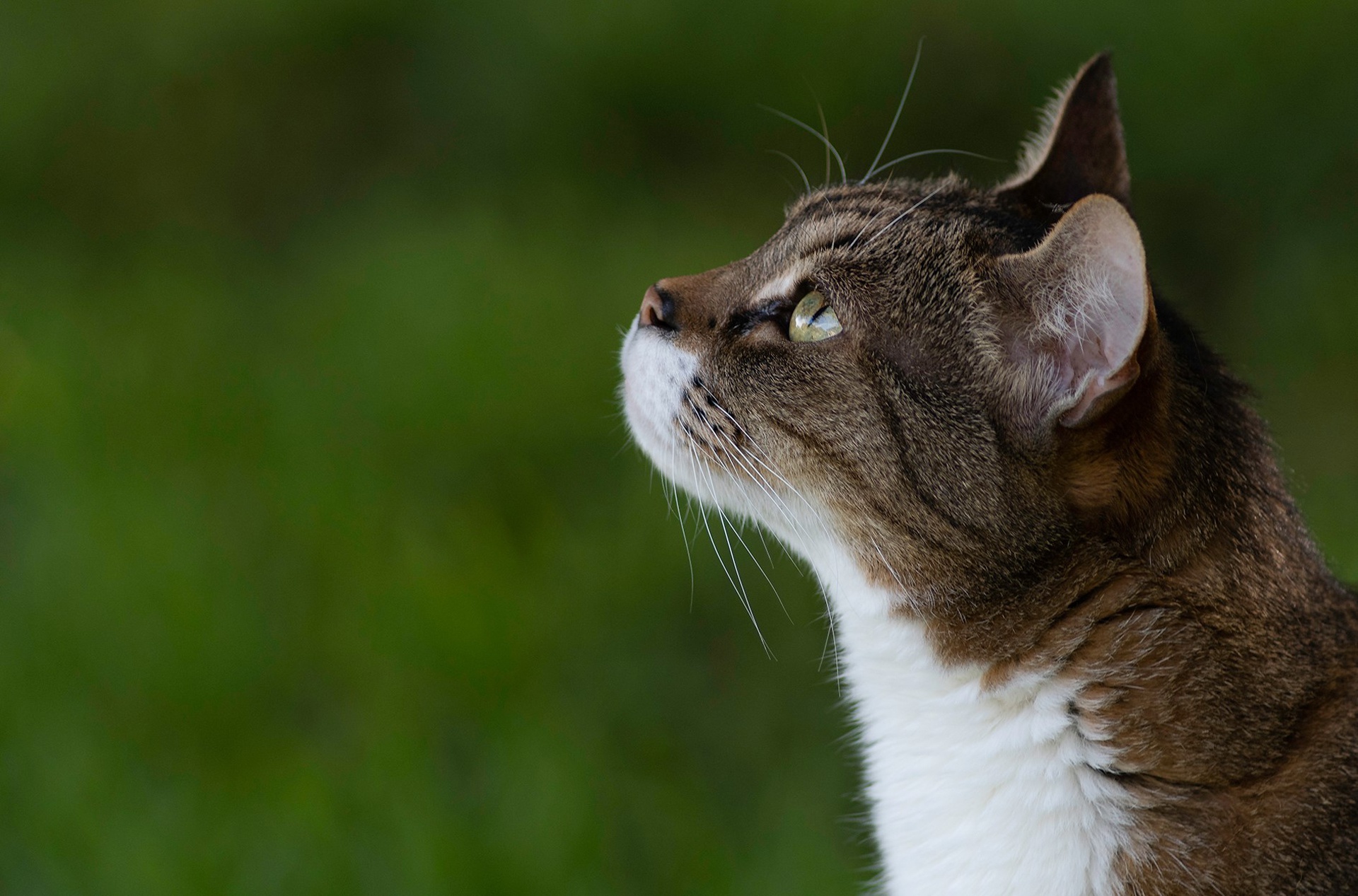 Descarga gratuita de fondo de pantalla para móvil de Animales, Gatos, Gato.