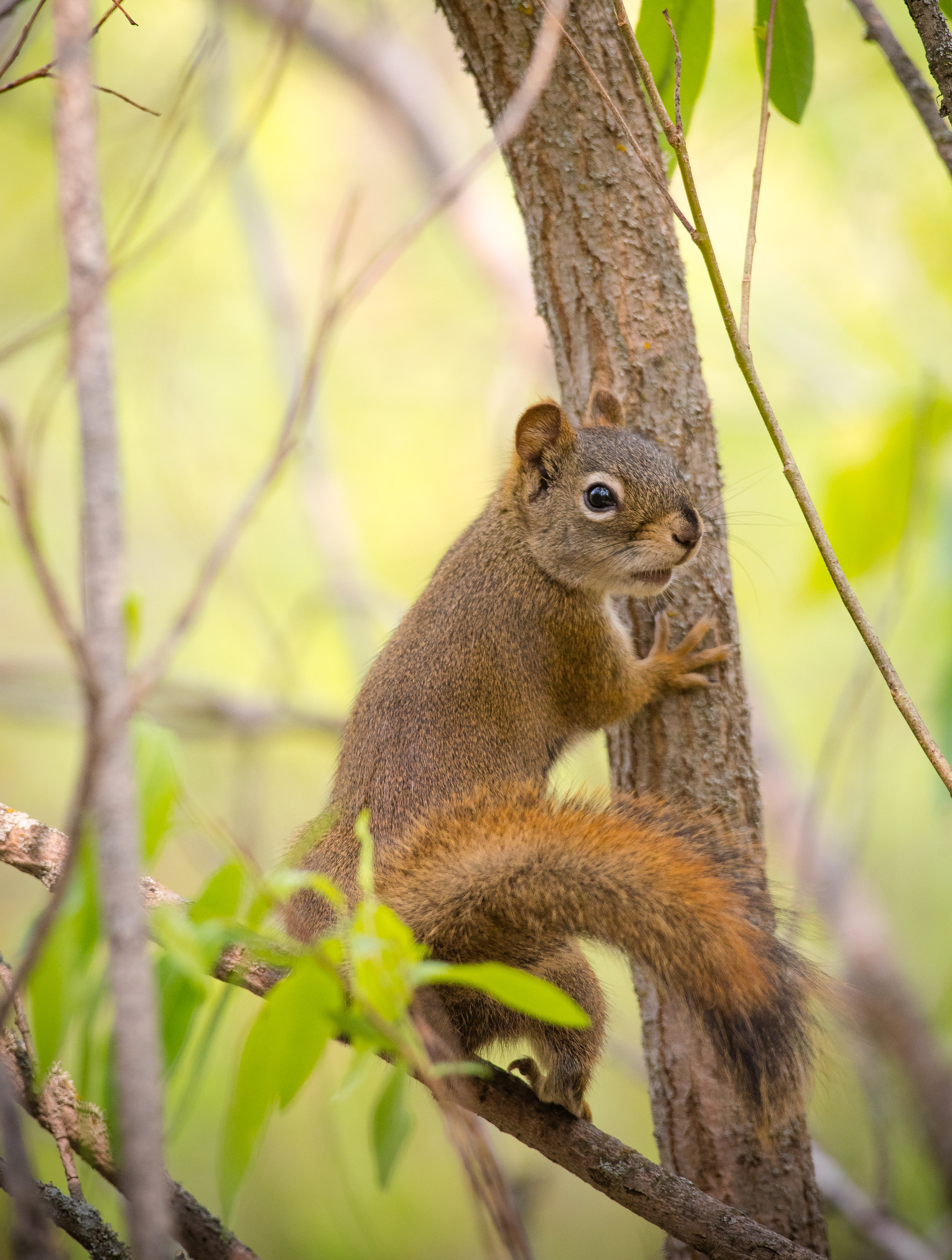 Download mobile wallpaper Sweetheart, Tail, Rodent, Animals, Nice, Squirrel for free.