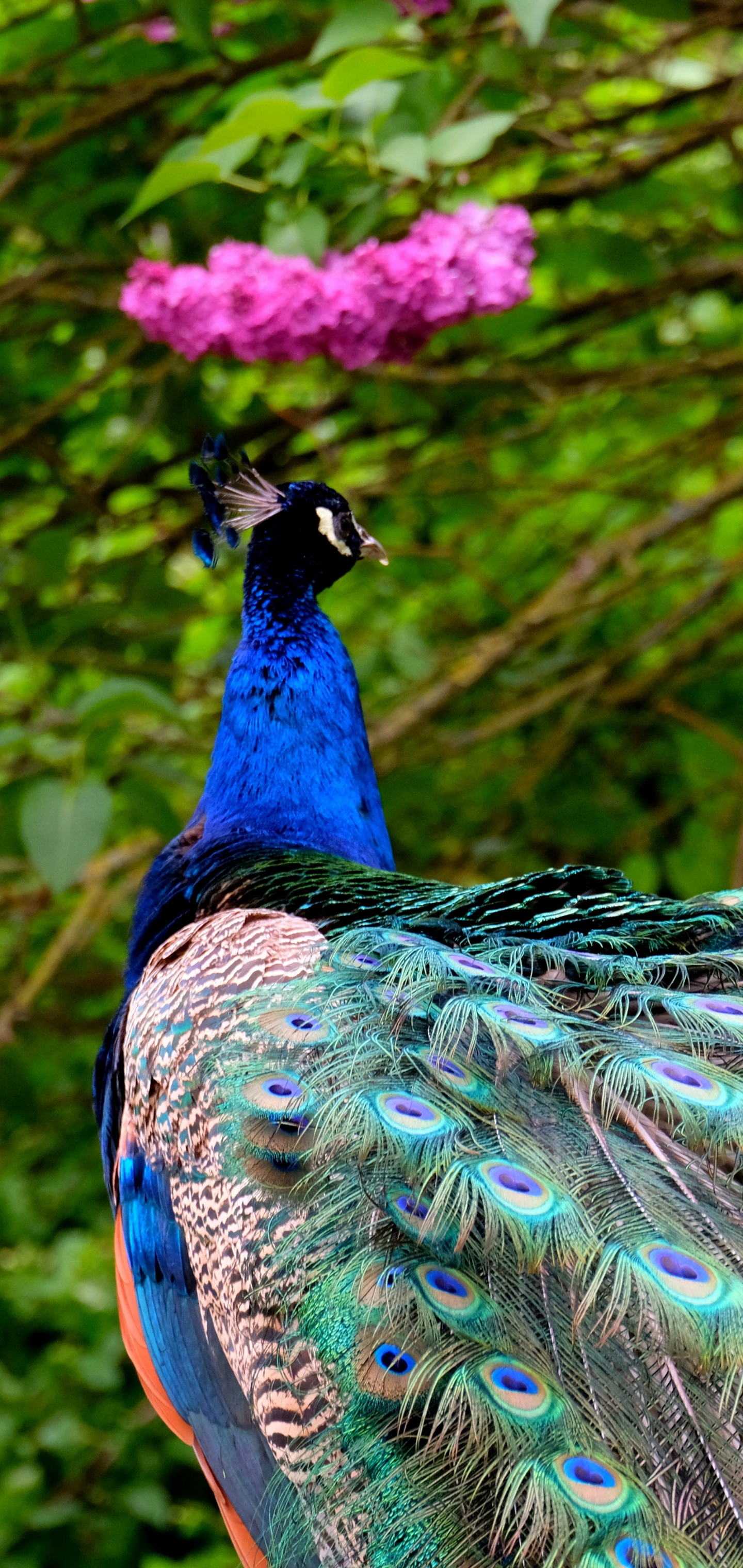 Laden Sie das Tiere, Vögel, Vogel, Pfau, Pinke Blume-Bild kostenlos auf Ihren PC-Desktop herunter