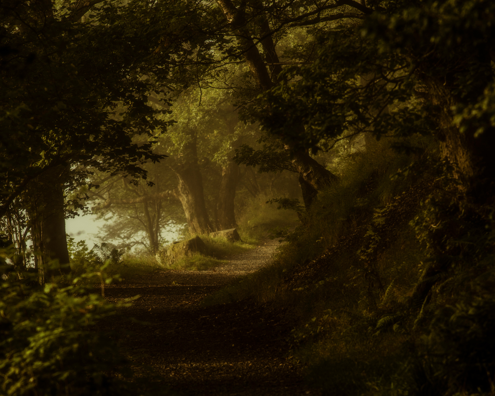 Baixar papel de parede para celular de Natureza, Caminho, Floresta, Árvore, Terra/natureza gratuito.