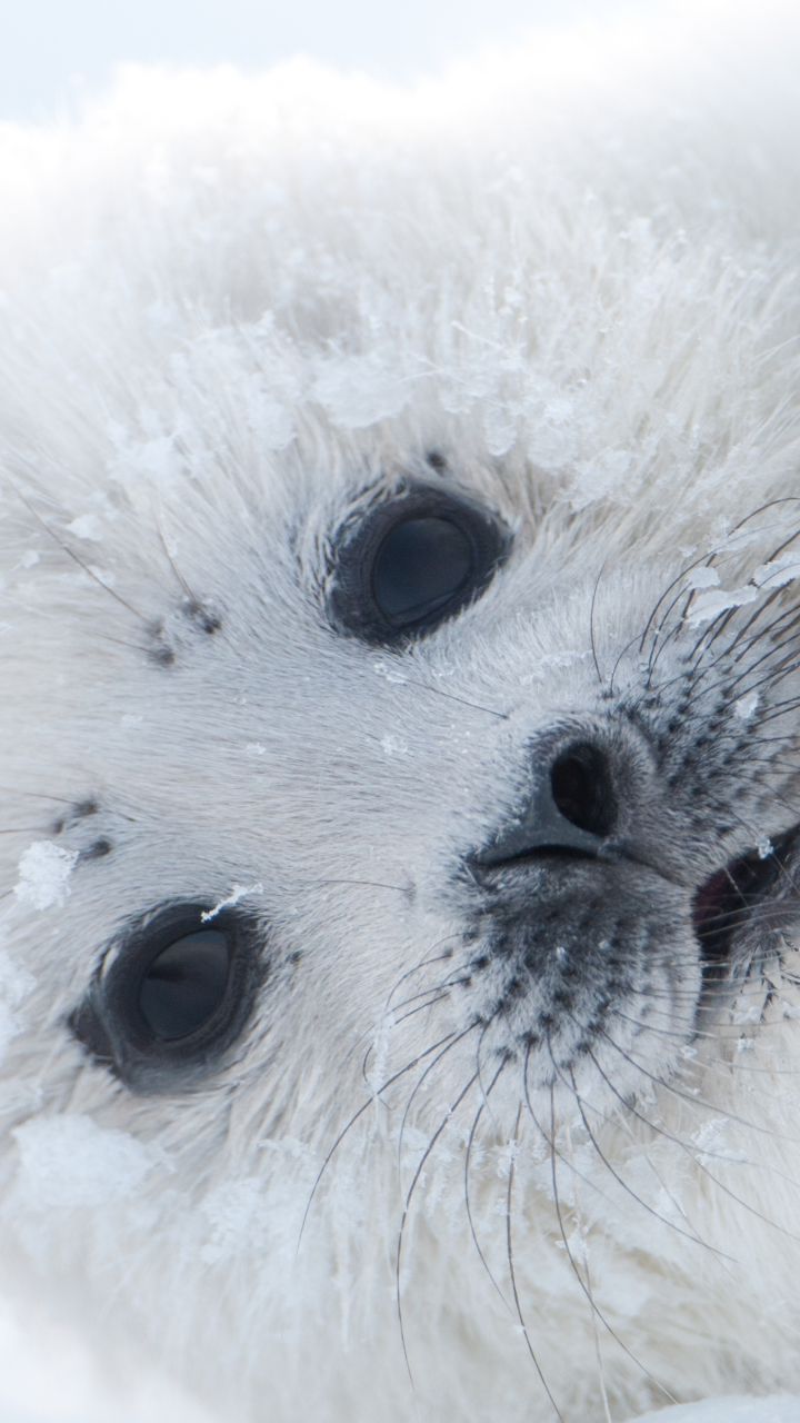 Baixar papel de parede para celular de Animais, Selos, Foca, Animal Bebê gratuito.